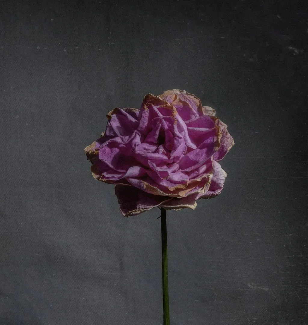 A withered pink flower against a dark background.