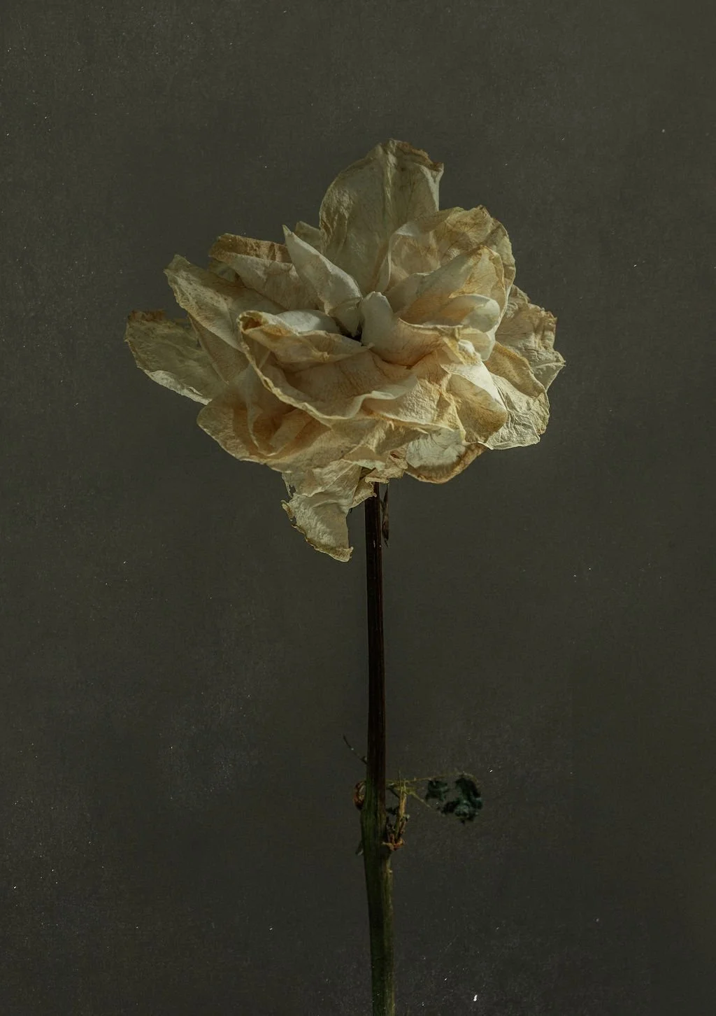 Dried, beige paper flower on a thin, green stem against a dark background.