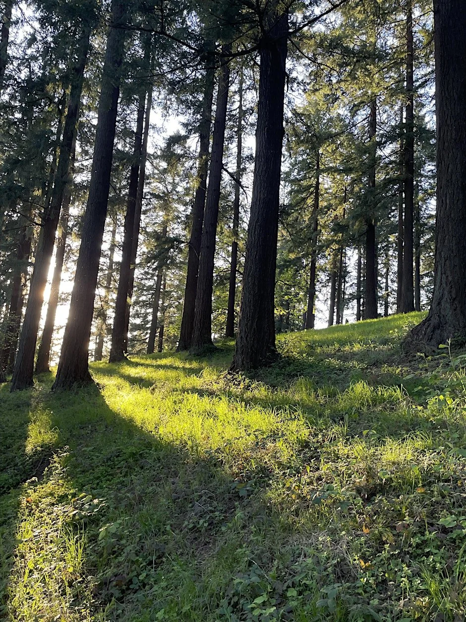 Walk with Wonder