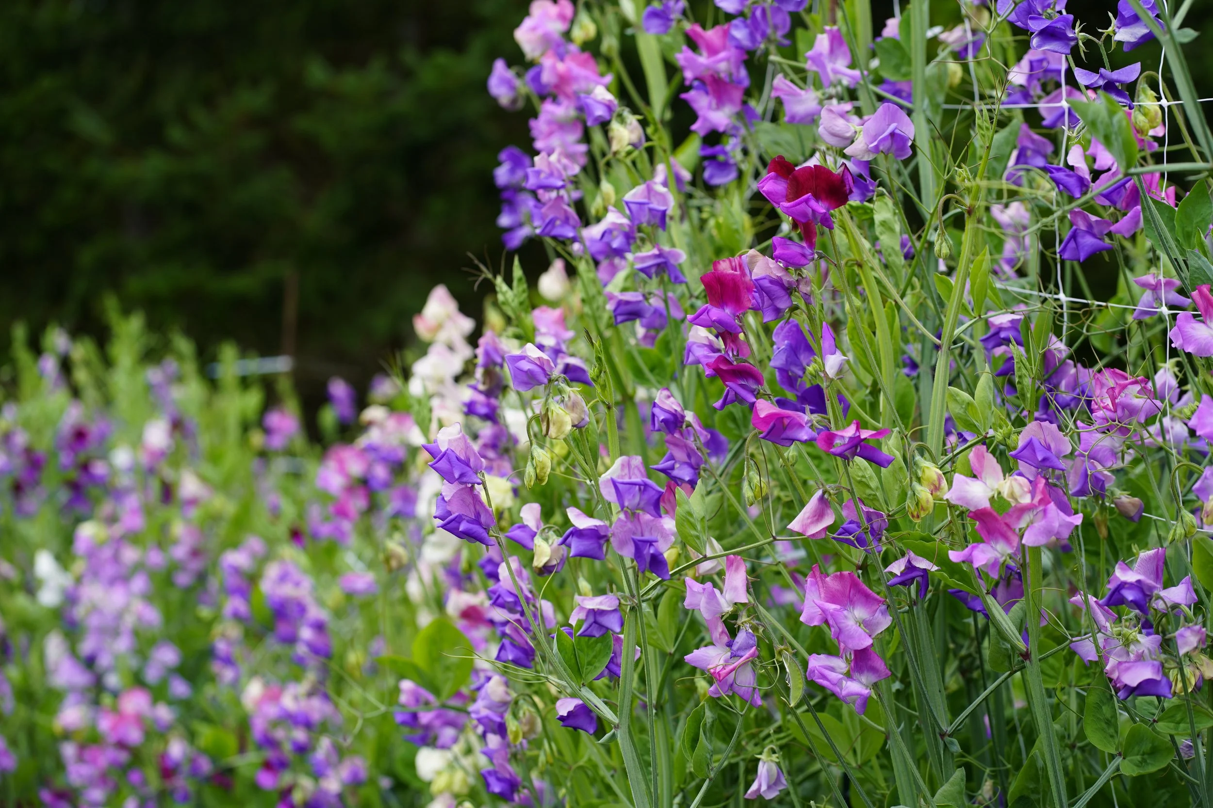 How to Grow Sweet Peas