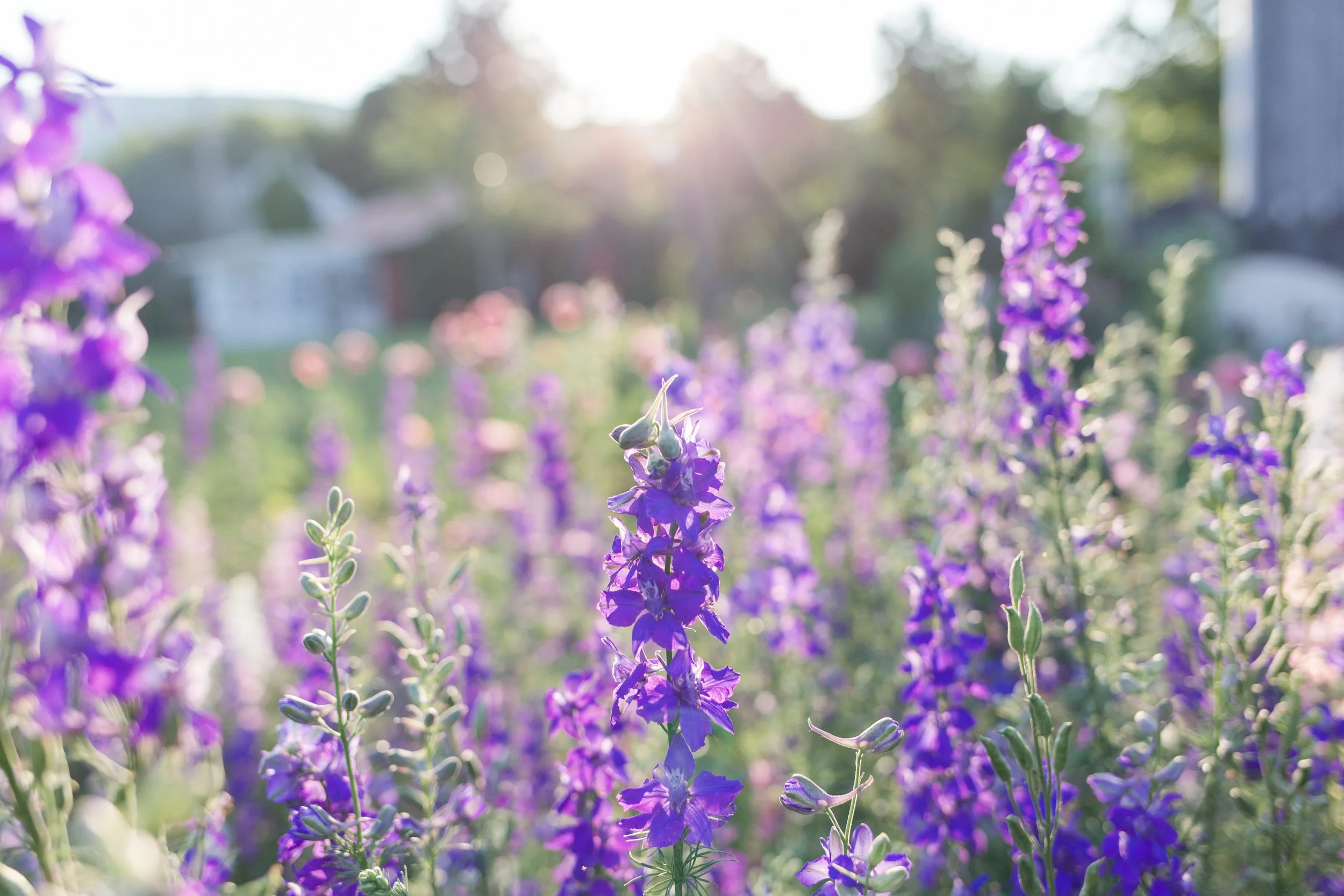 purple flower by holt webb.jpg