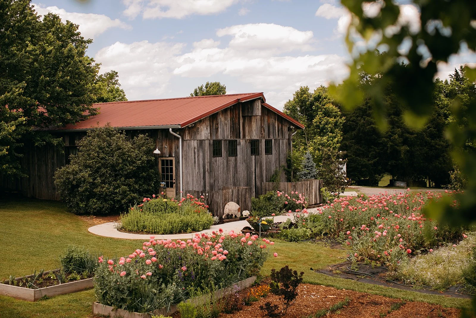 poppies in bloom.jpg