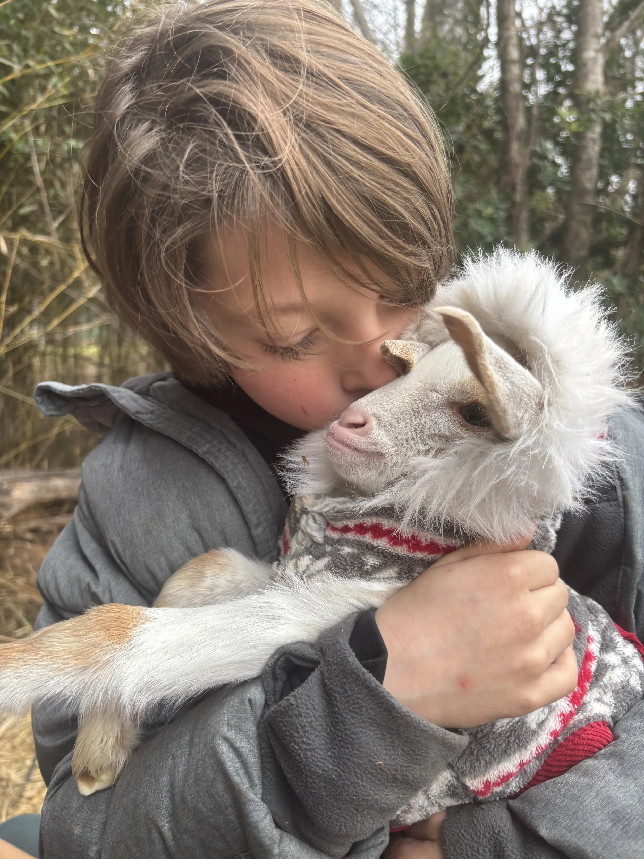 baby goat snuggles