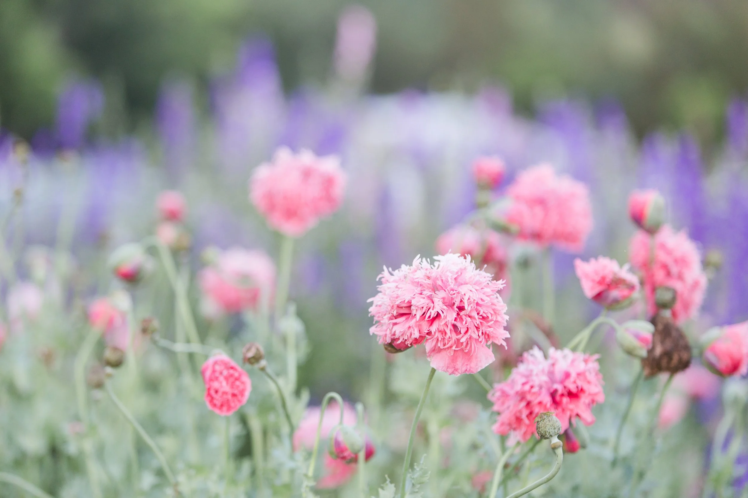 poppies and larksbur by holt webb.jpg