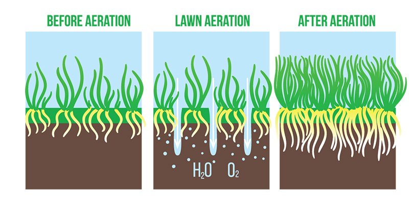 The Perfect Time to Aerate and Overseed Your Lawn