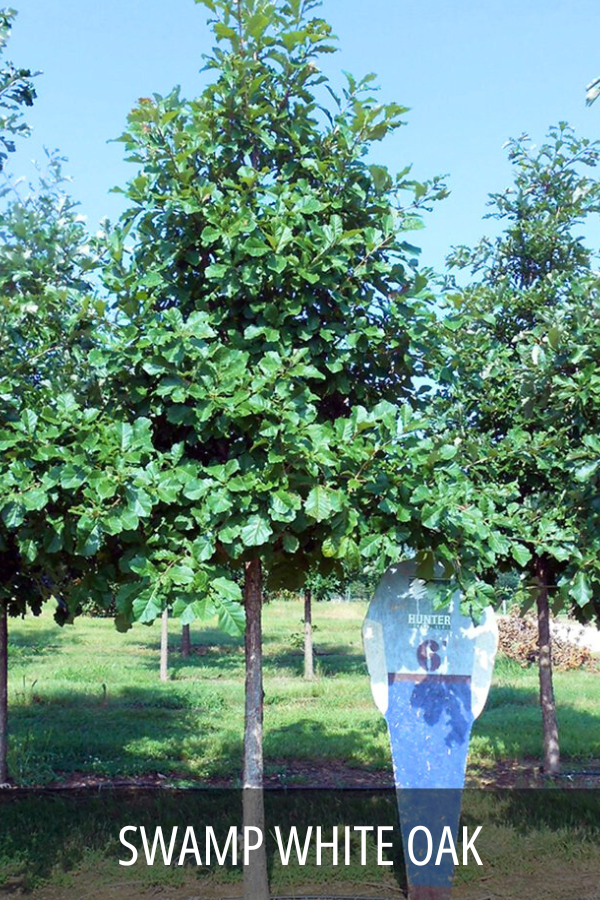 Swamp White Oak