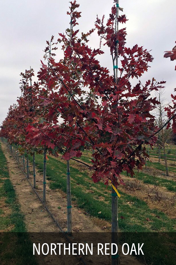 Northern Red Oak
