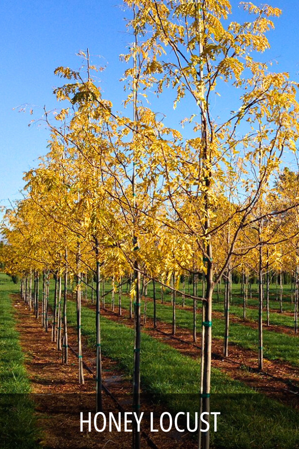 Honey Locust