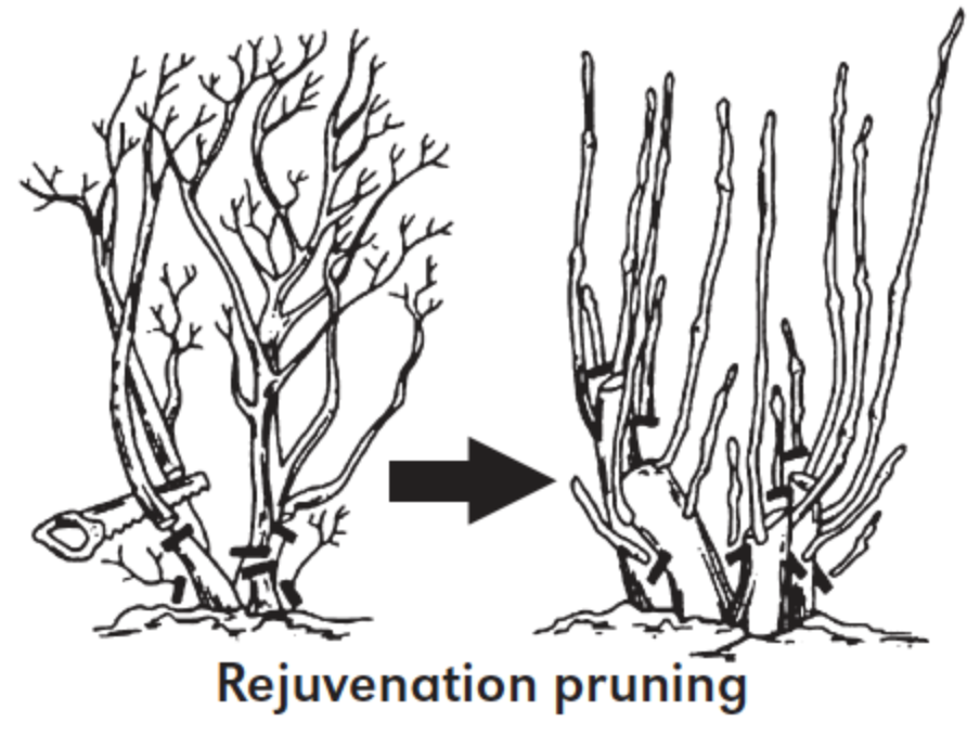 When Is The Perfect Time To Prune Your Shrubs Jensen Gardens