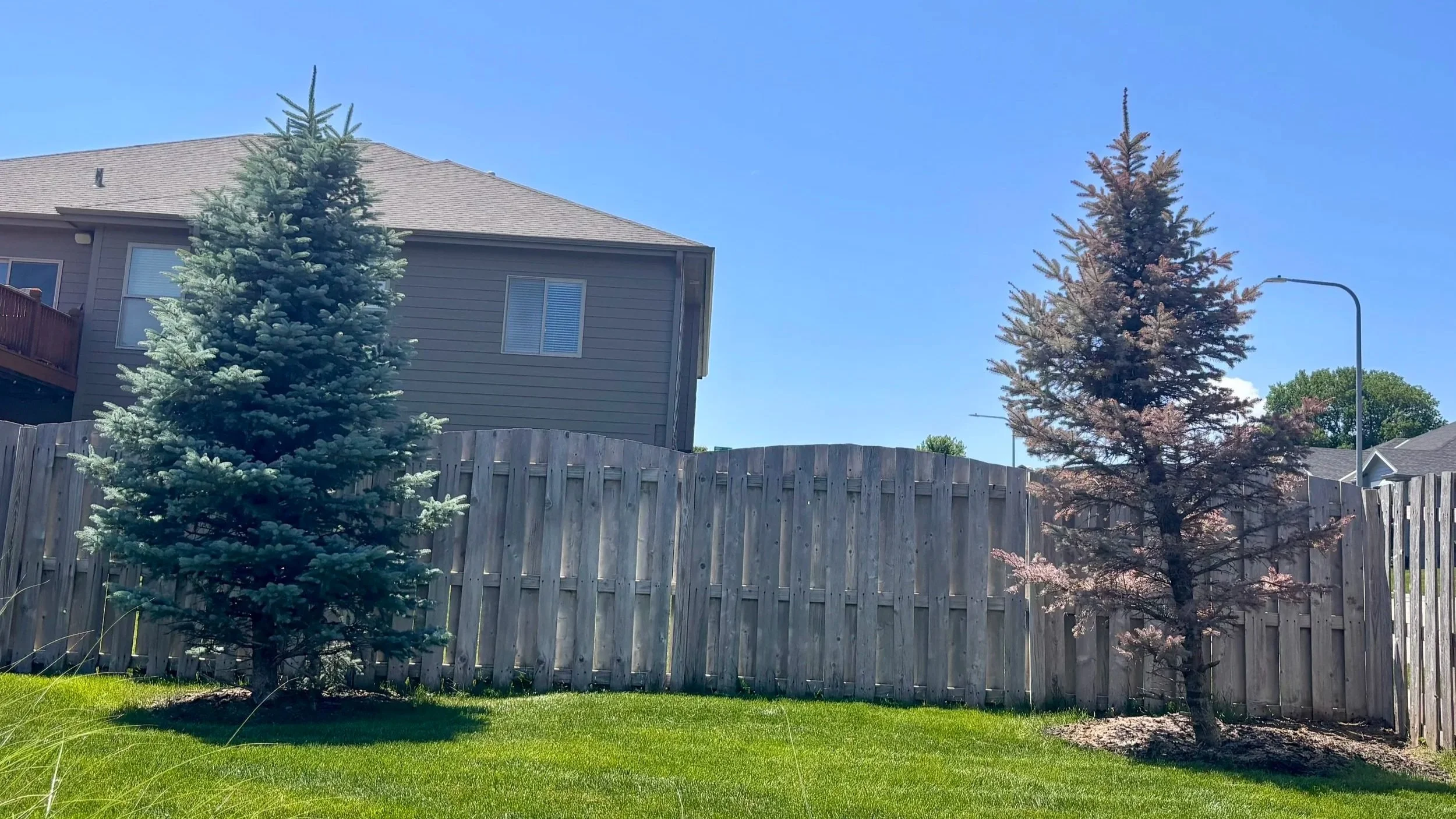 What Killed My Tree?