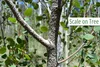 Inspecting and Treating Scale Insects — Jensen Gardens