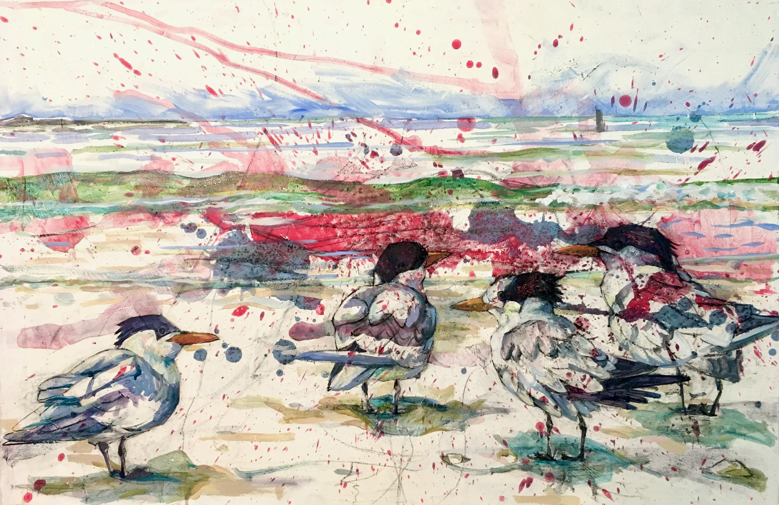Royal Terns