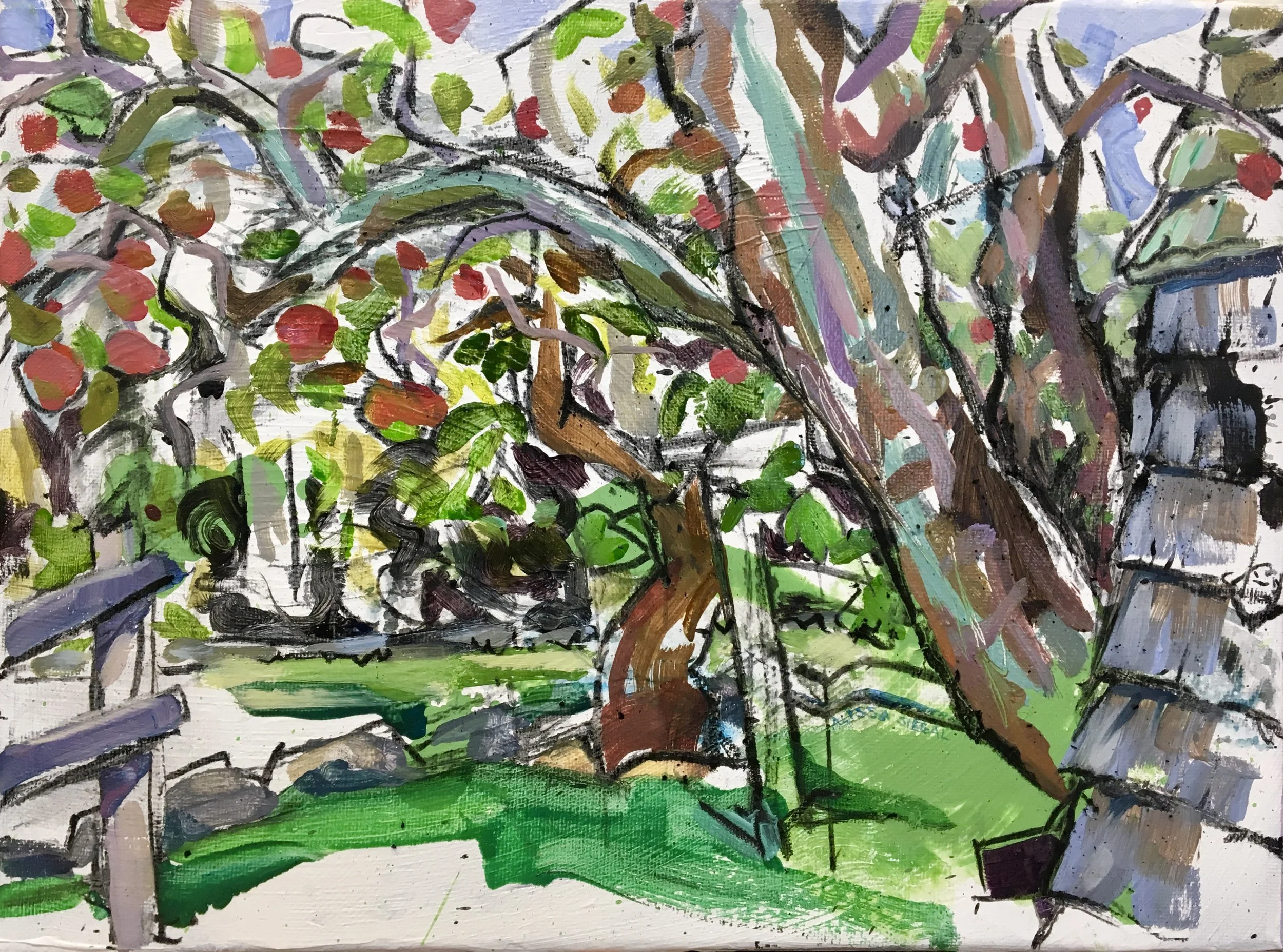 Apple Tree & Shed.JPG