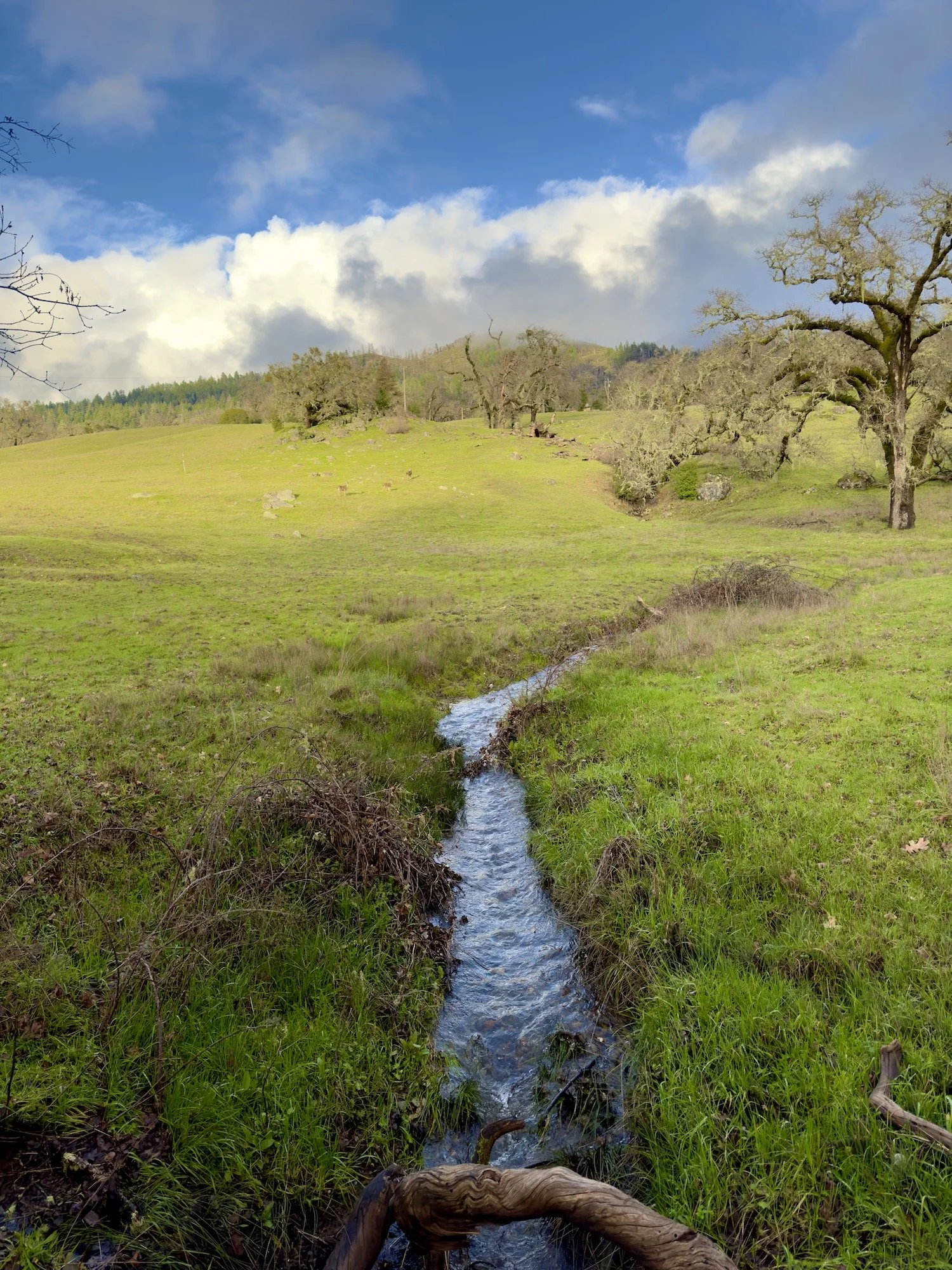 Guided Hike with Serena