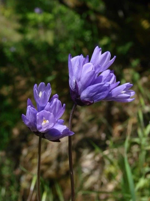 Wonders of Spring Nature Hike