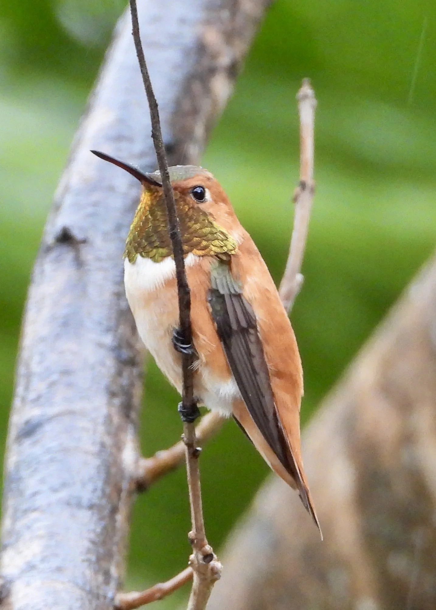 Guided Hike with Serena