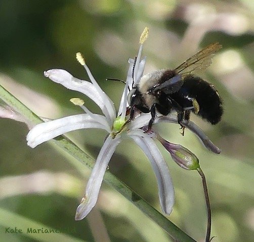 Secrets of Soaproot Nature Watch