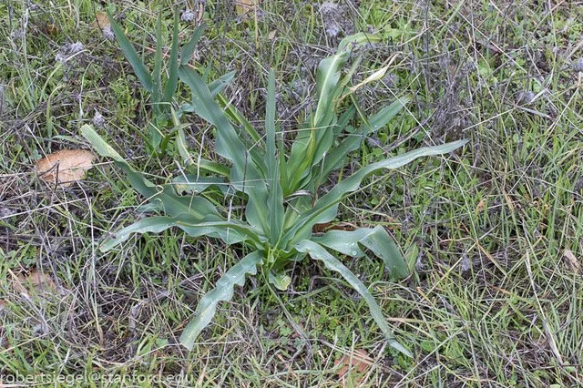 Secrets of Soaproot Nature Watch