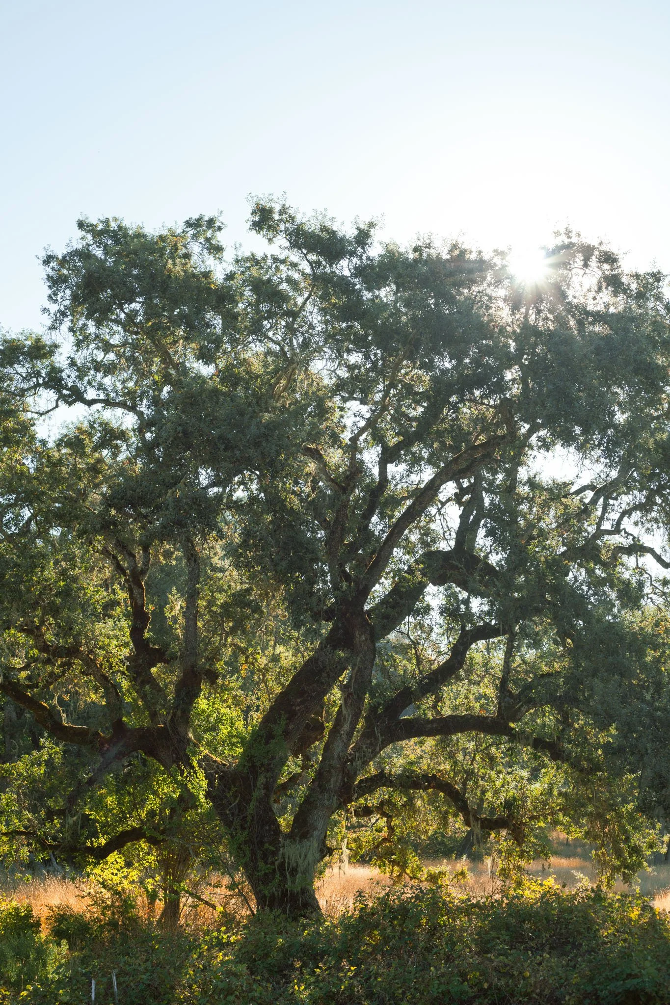 A Walk Among the Oaks