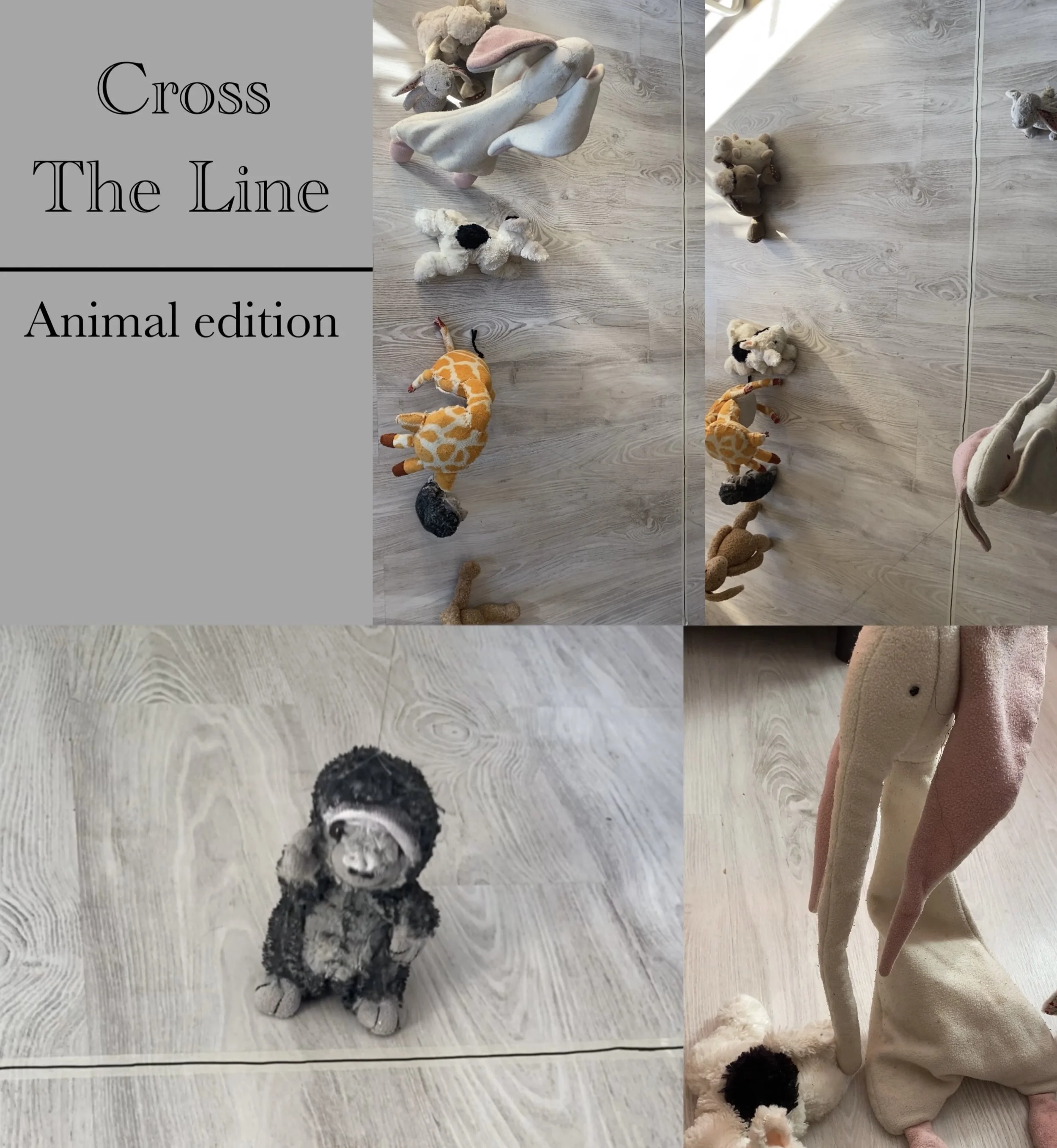 Cross the line: Animal edition (video unavailable)