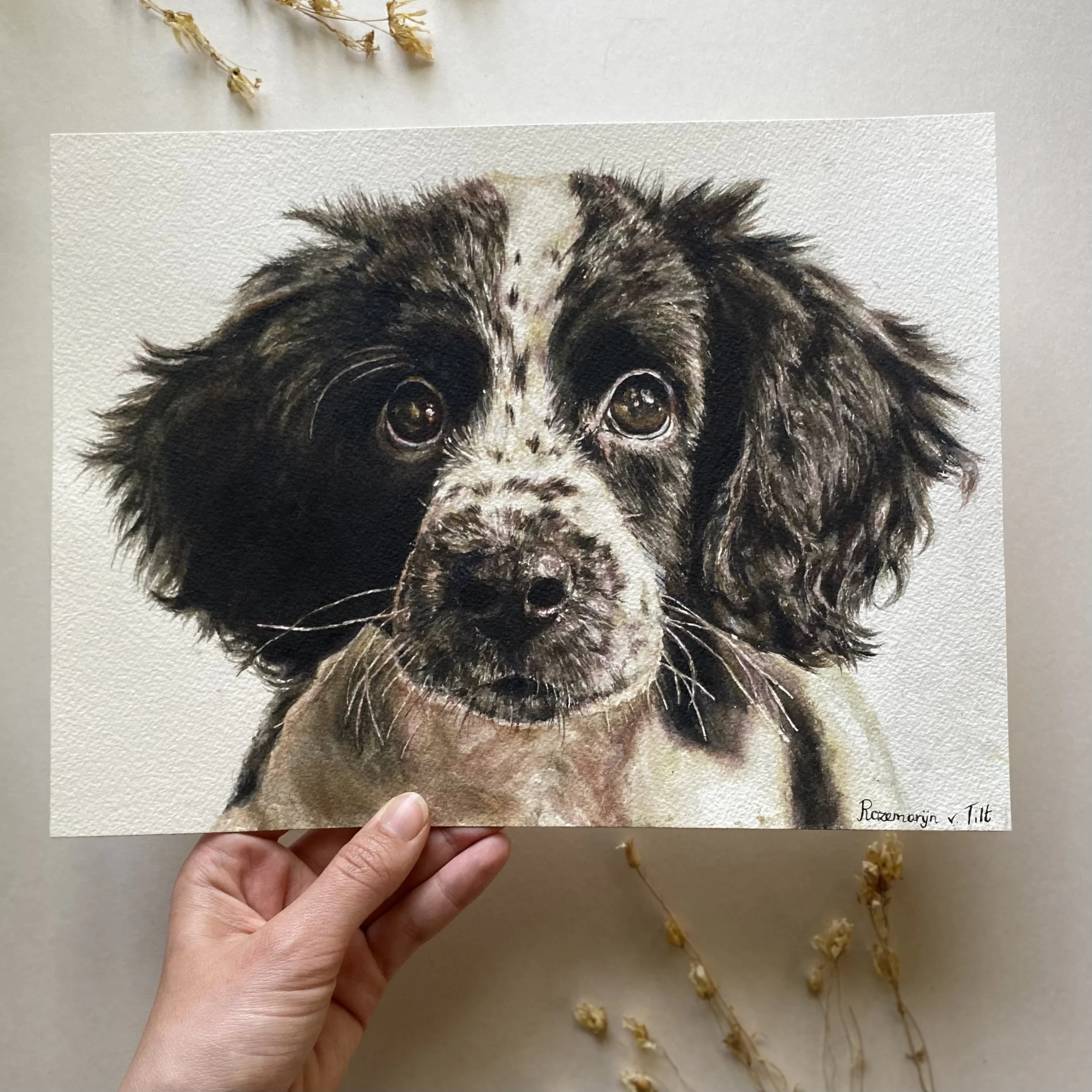Stabyhoun dog original art
