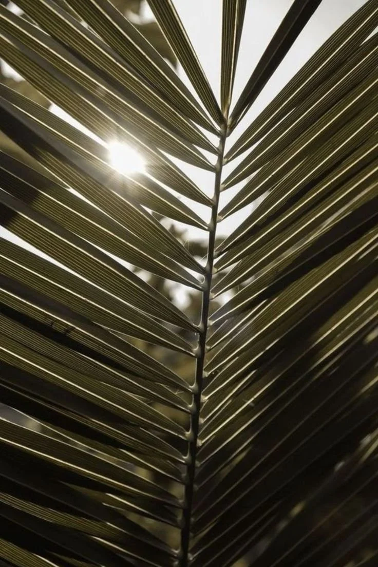 Close-up of a palm leaf with sunlight shining through the gaps.