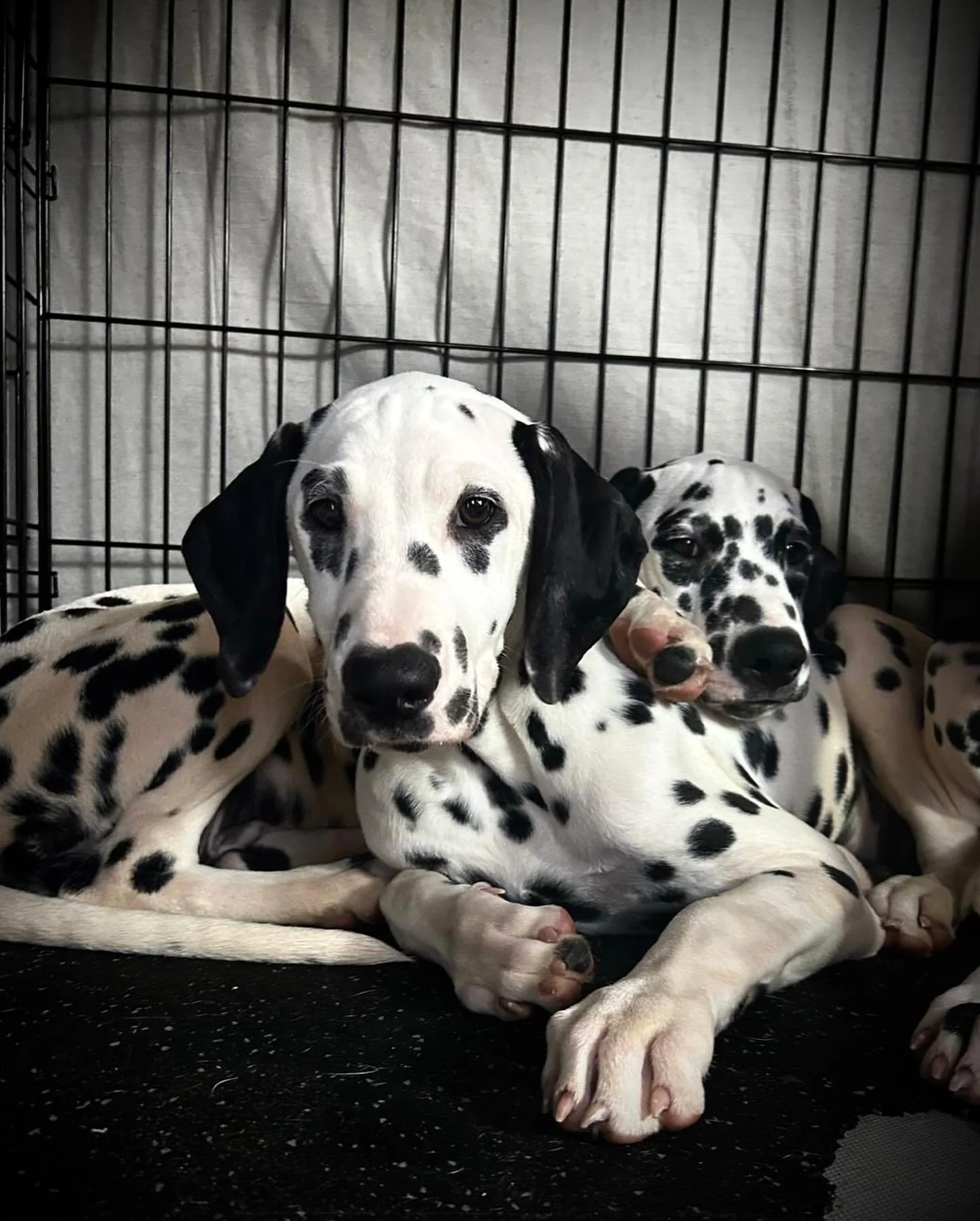Dalmatian puppies