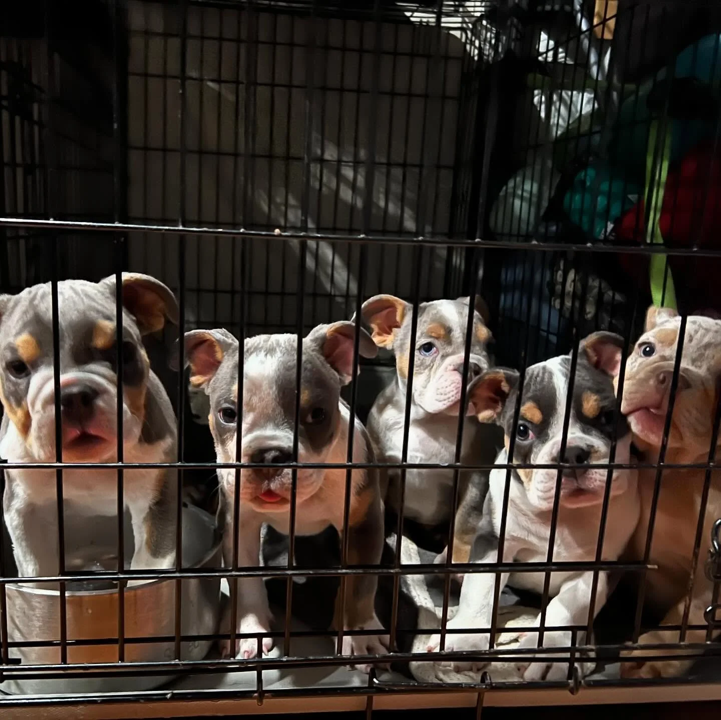 Bully breed puppies in the van