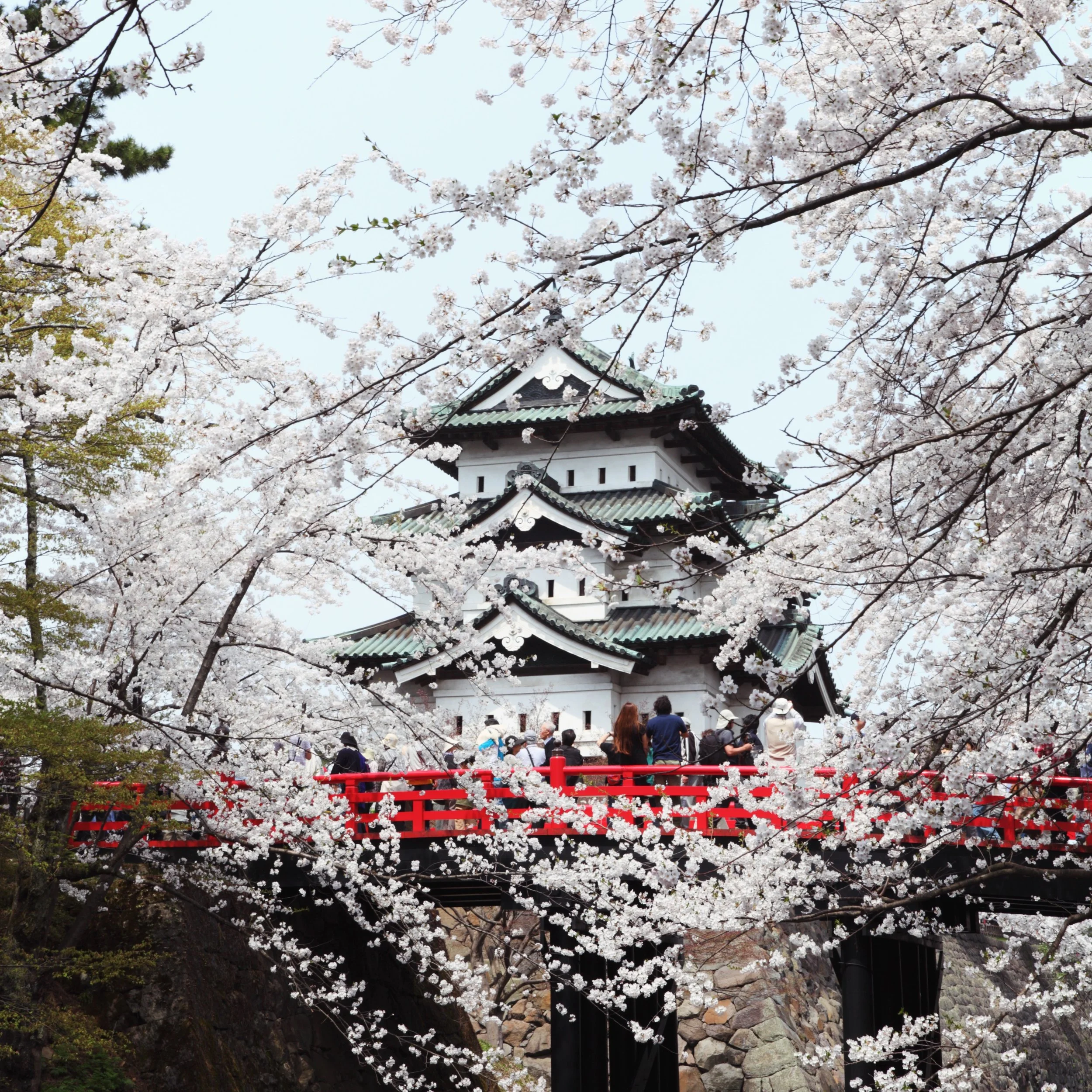Our 2027 spring tour is here! We&rsquo;re going back to Tohoku, and this time, we&rsquo;re chasing the cherry blossoms!🌸

&ldquo;I can see cherry blossoms in Washington, D.C.!&rdquo;
I&rsquo;ve actually heard this from people before, haha. And yes, 