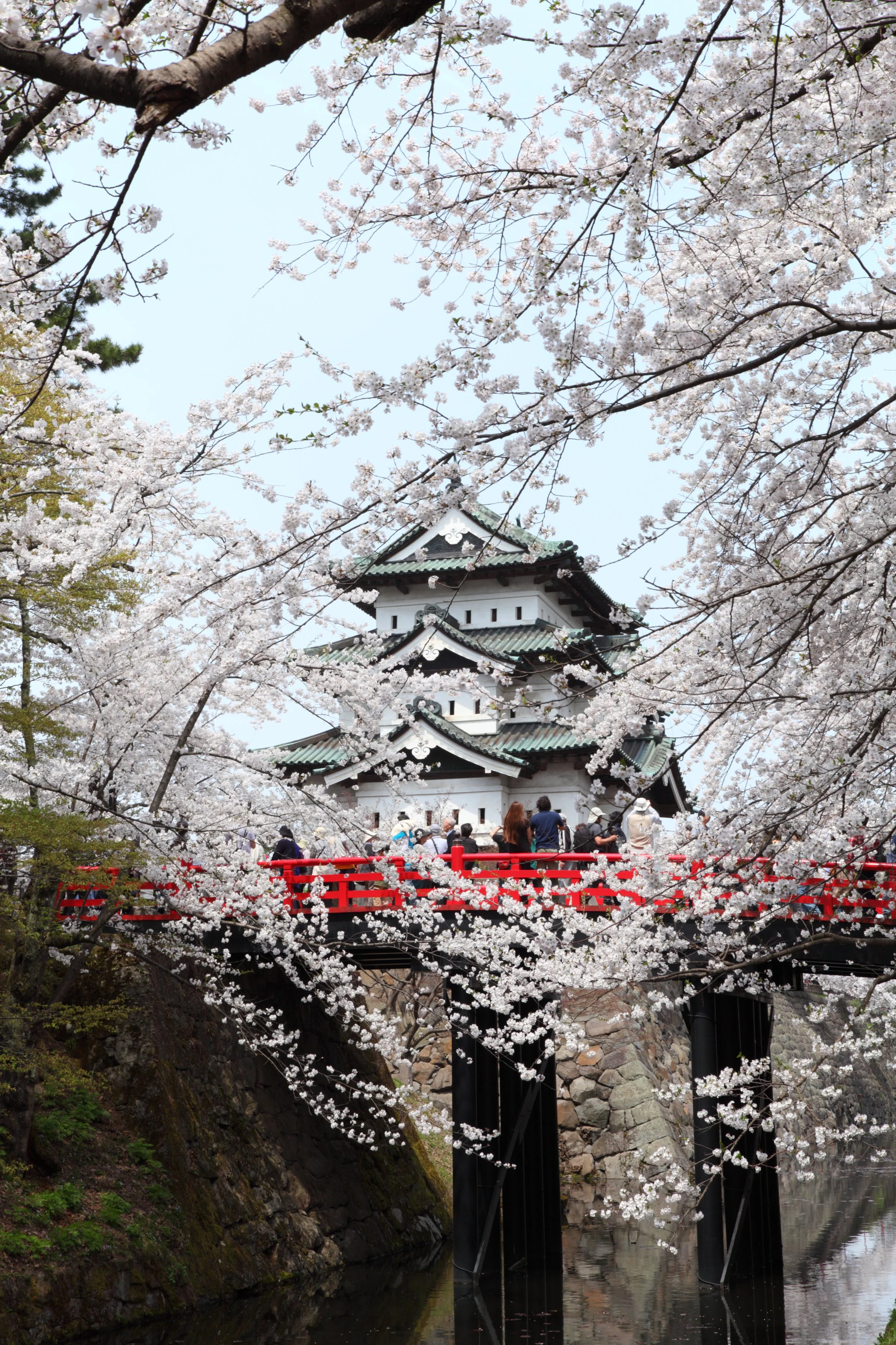 Chasing the Cherry Blossoms: A Journey Through Hidden Tohoku | Apr 15 - 21