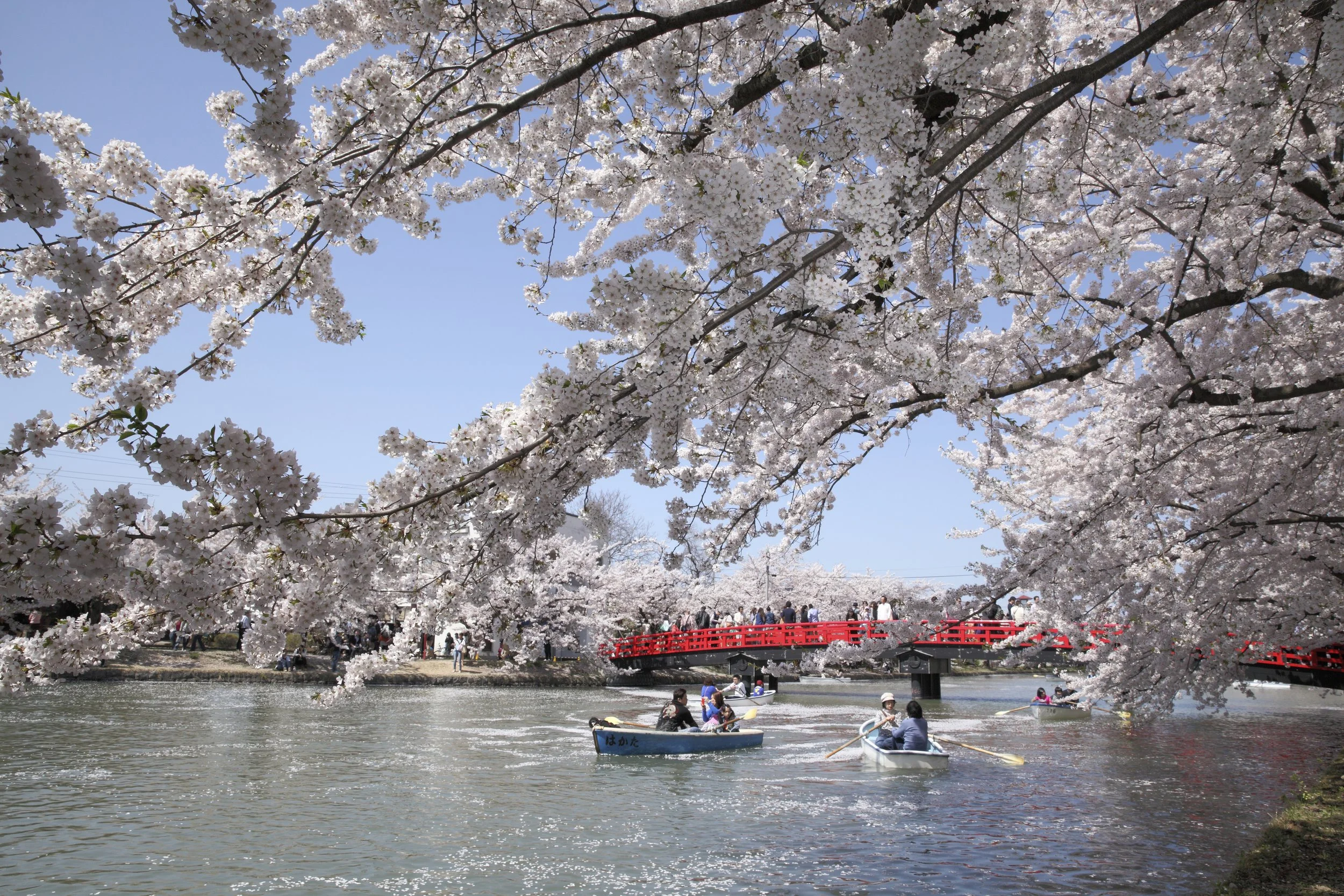 2022_弘前公園：外堀の桜（昼）.jpg