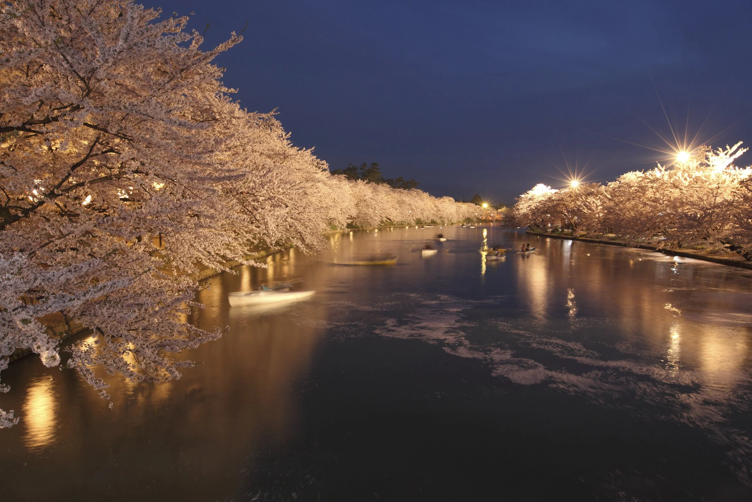 2023_弘前公園：外堀の桜（夜）.jpg