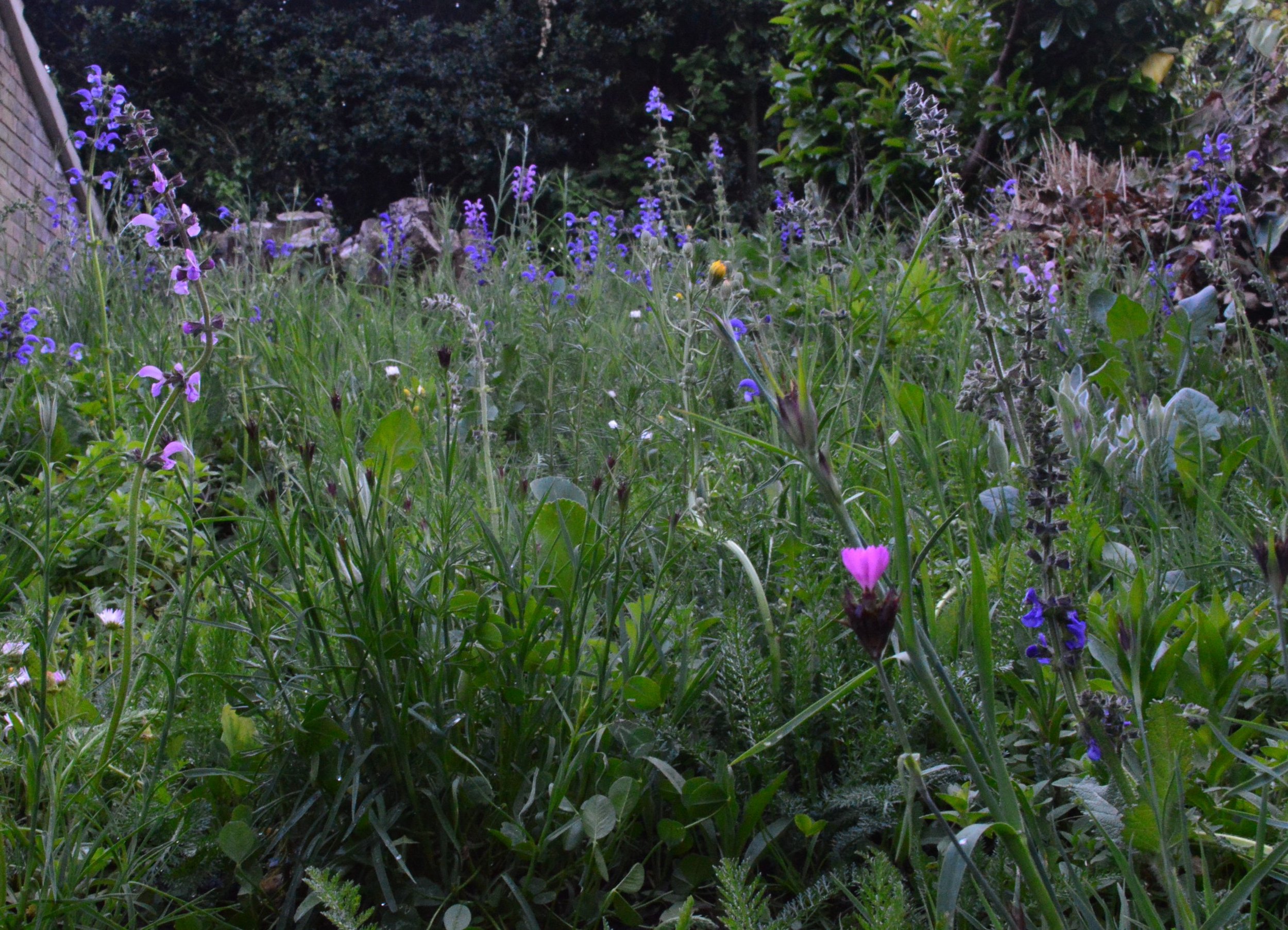 Instant meadows