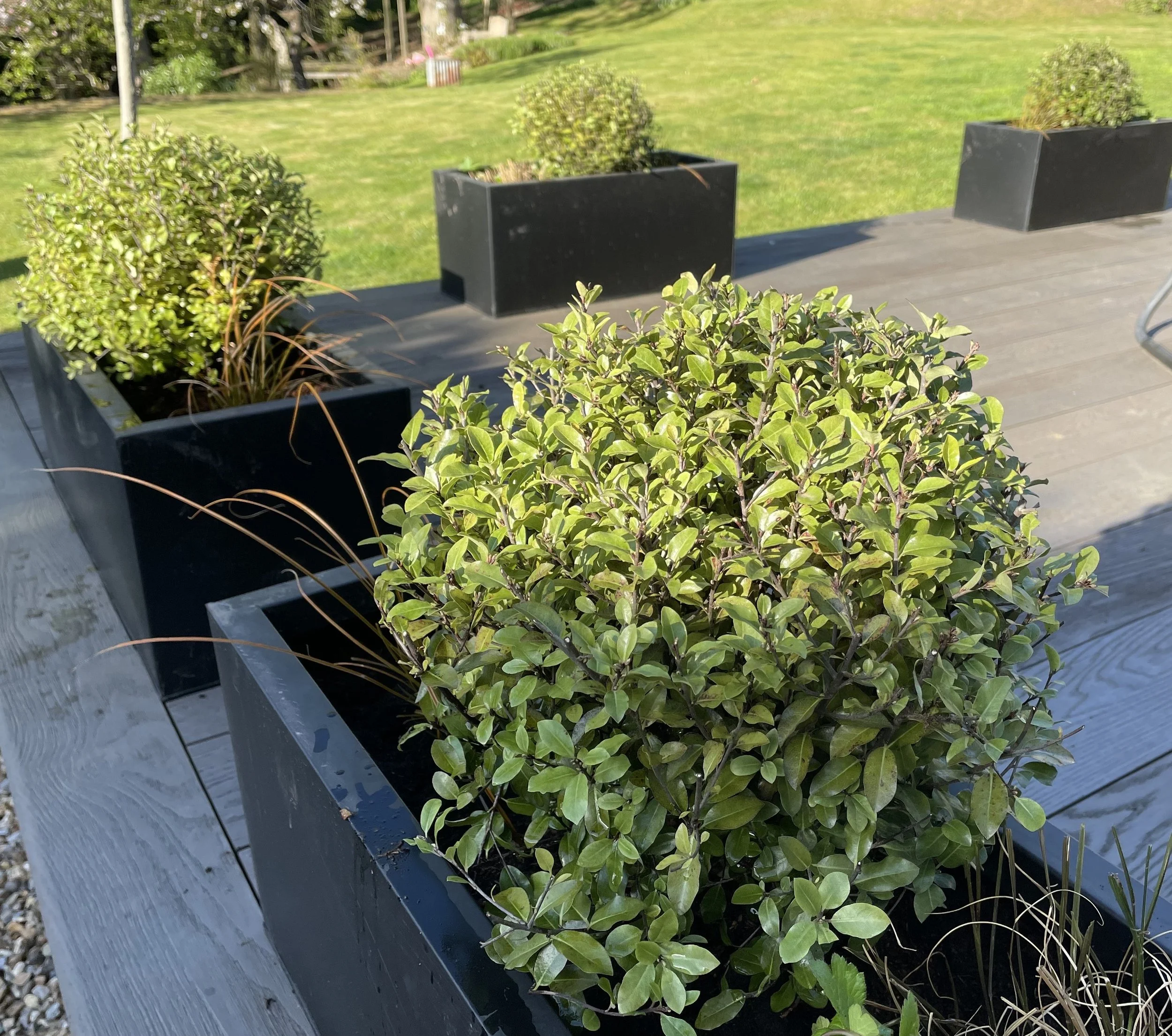 Pittosporum balls.jpeg