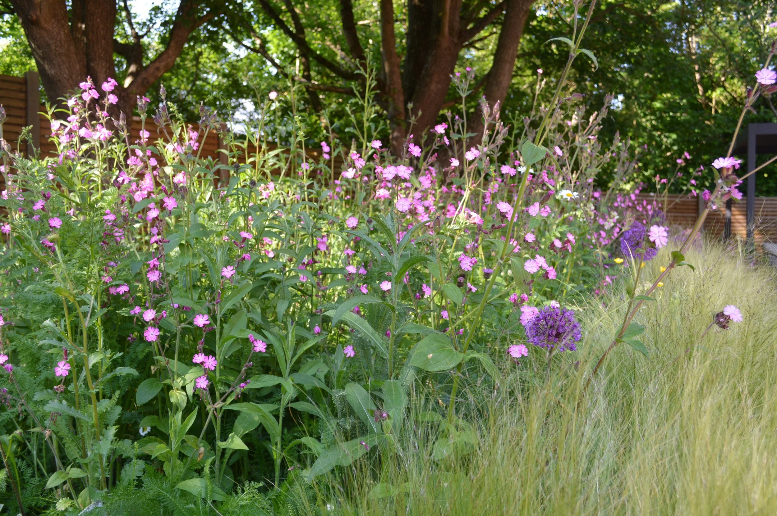 Wild flowers in bloom