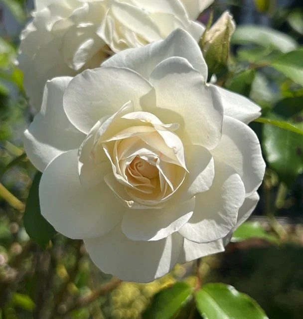 image0.jpeg