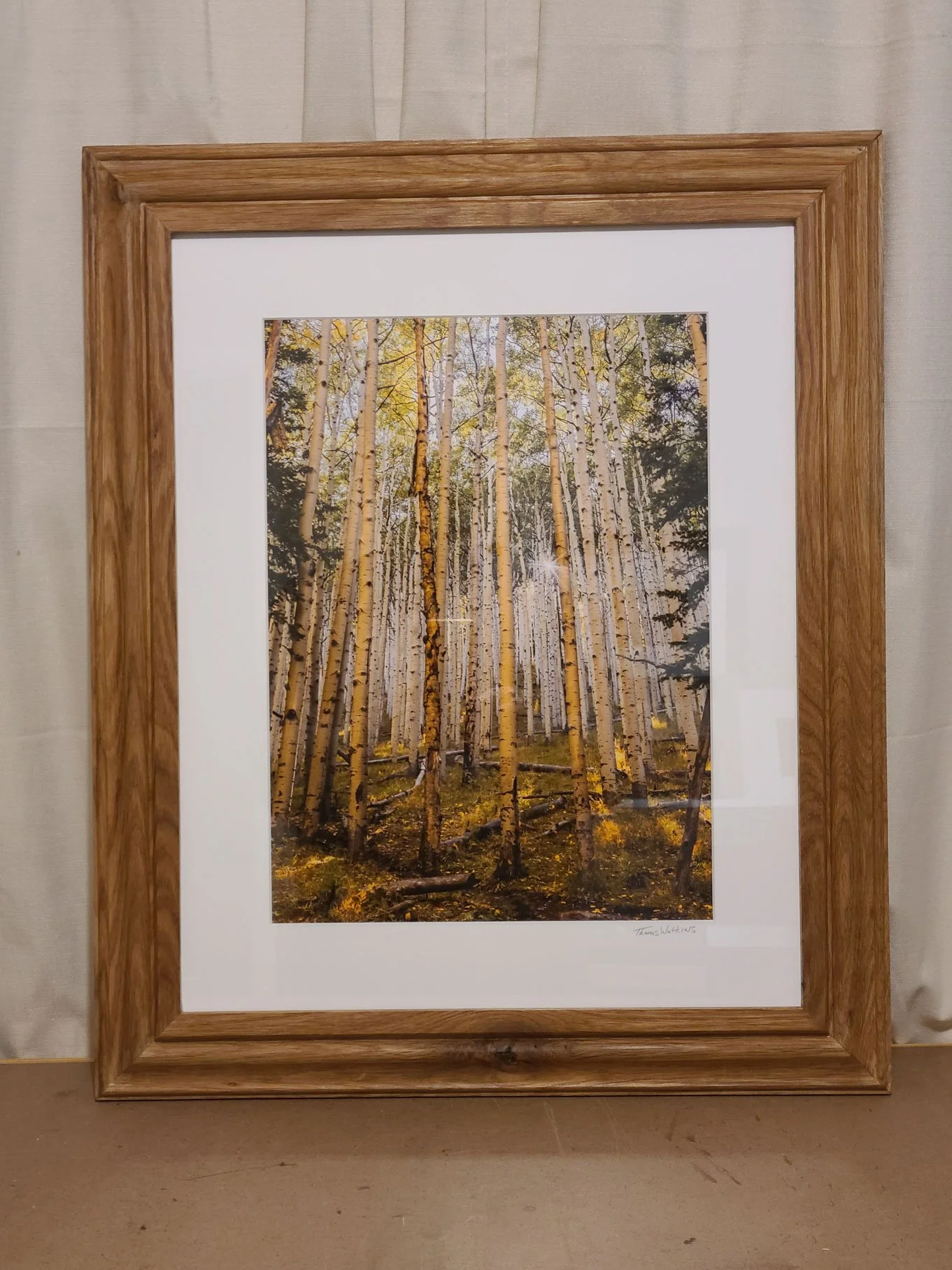 Framed photograph of a forest with tall, slender trees, likely aspens, with yellowing leaves and sunlight piercing through the branches.