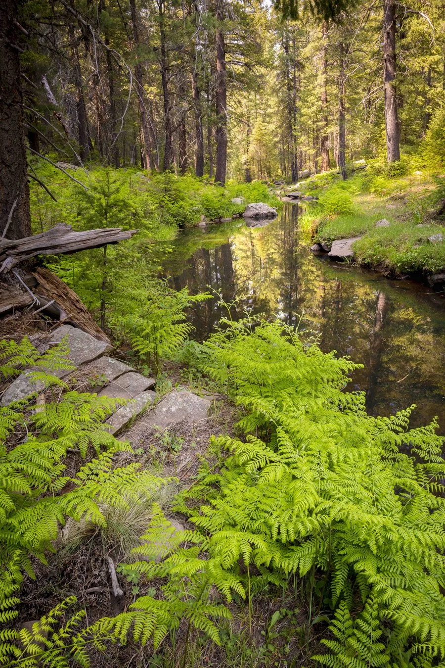 A peaceful forest scene featuring a small, calm creek reflecting tall pine trees and sunlight filtering through the canopy. Green ferns and rocks line the creek's edge.