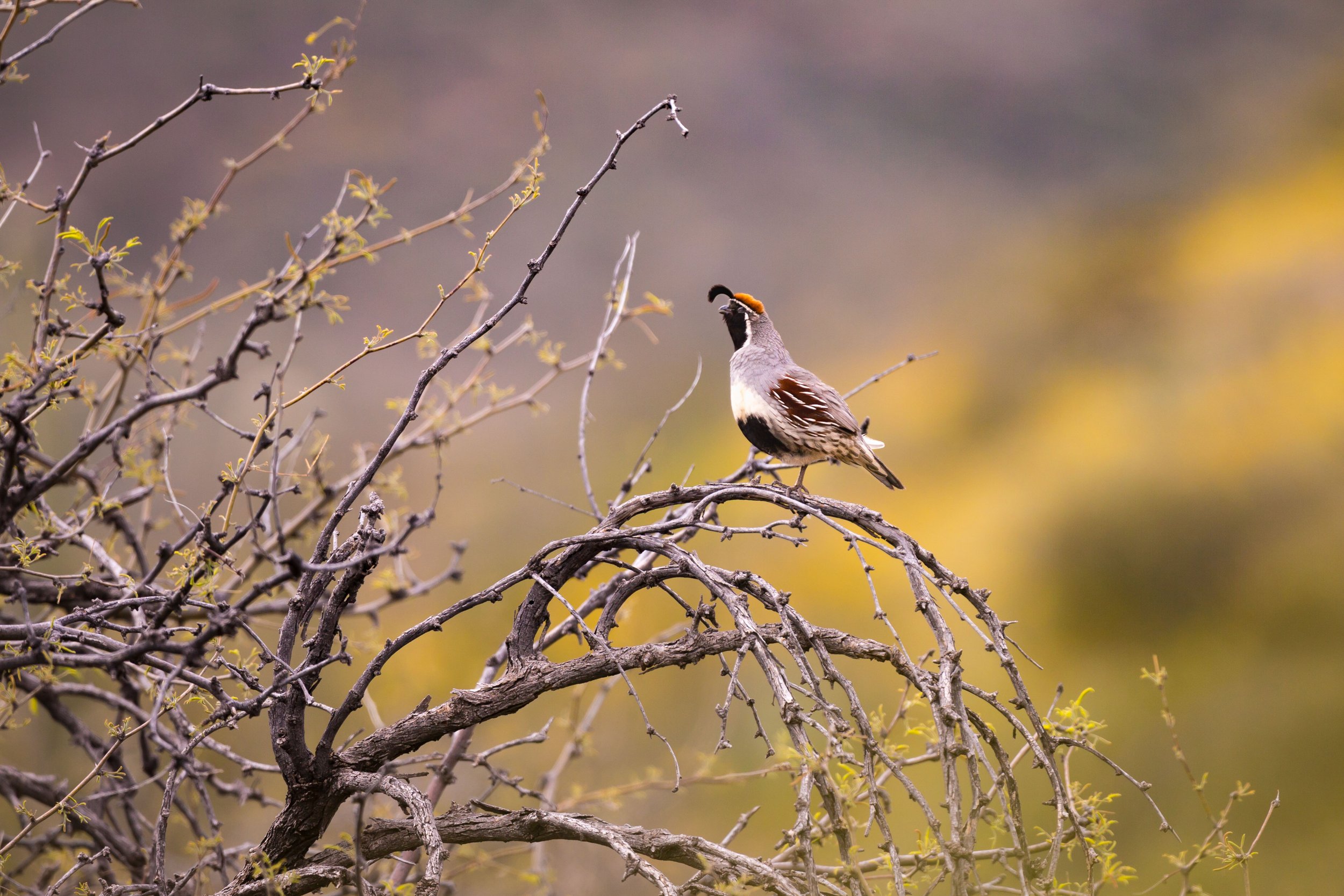 Gambel's Quail calling-1.jpg