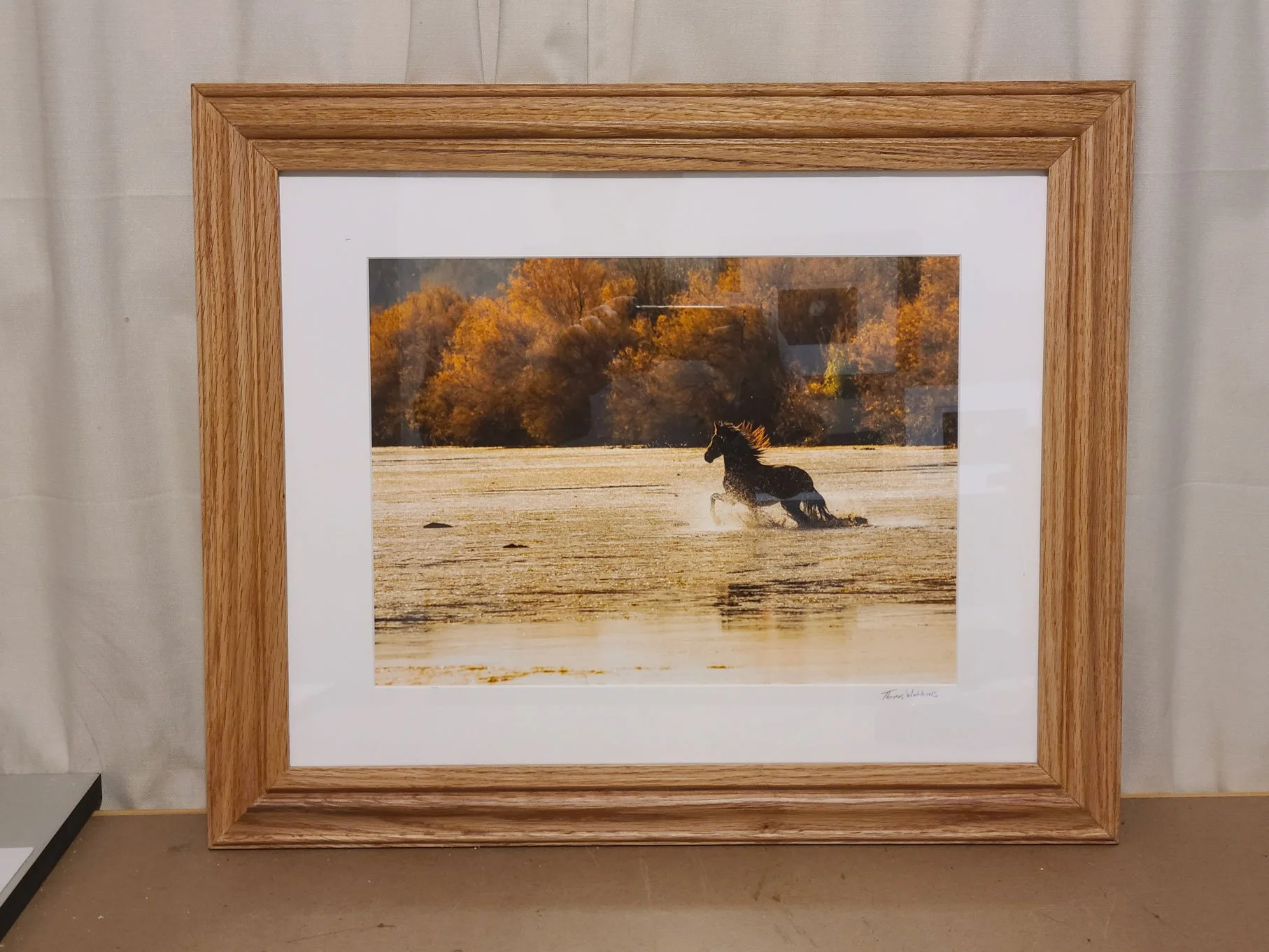 Photograph of a horse running through a shallow body of water with trees in autumn colors in the background.
