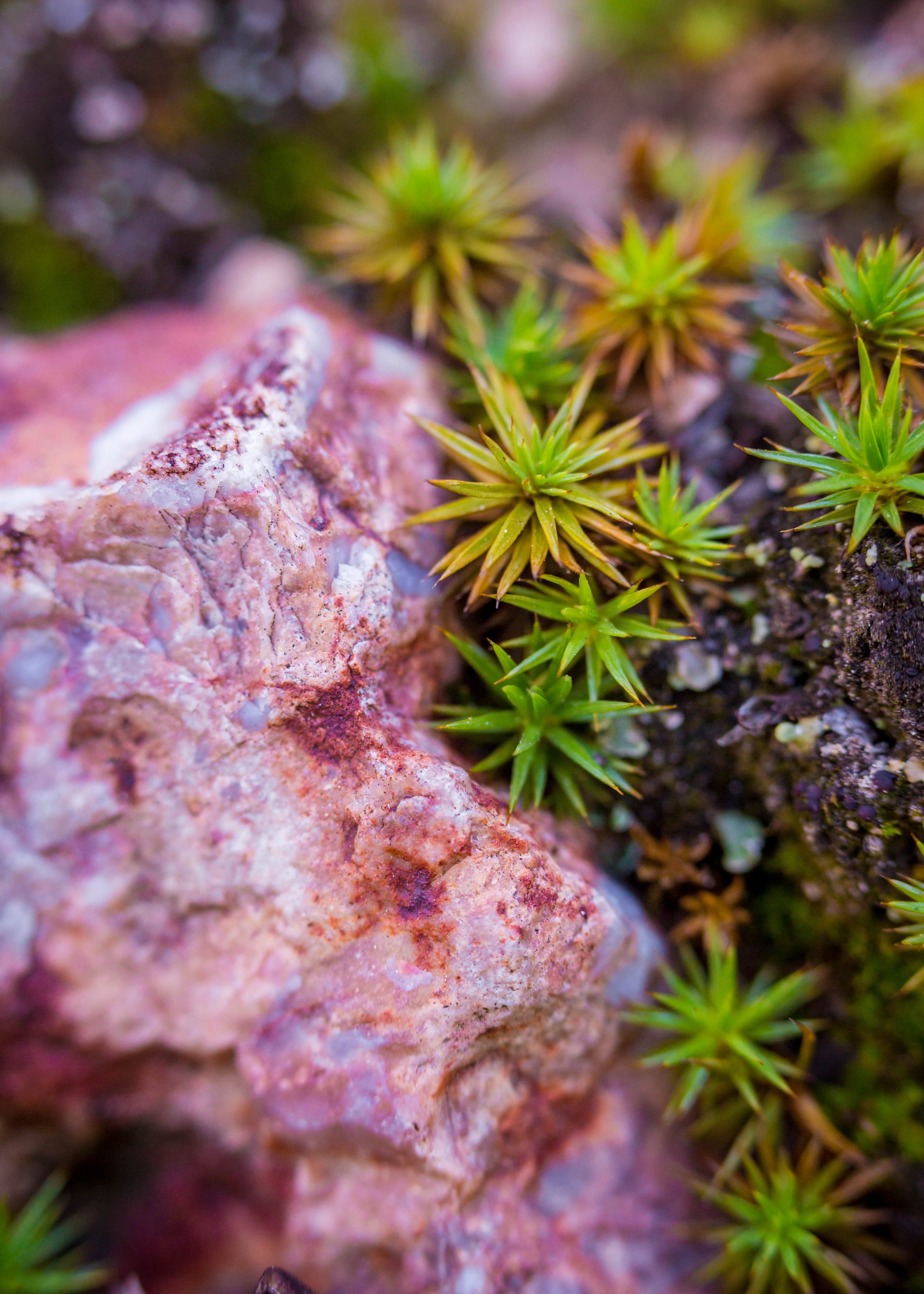 Rose Quartz and Green Moss.jpg
