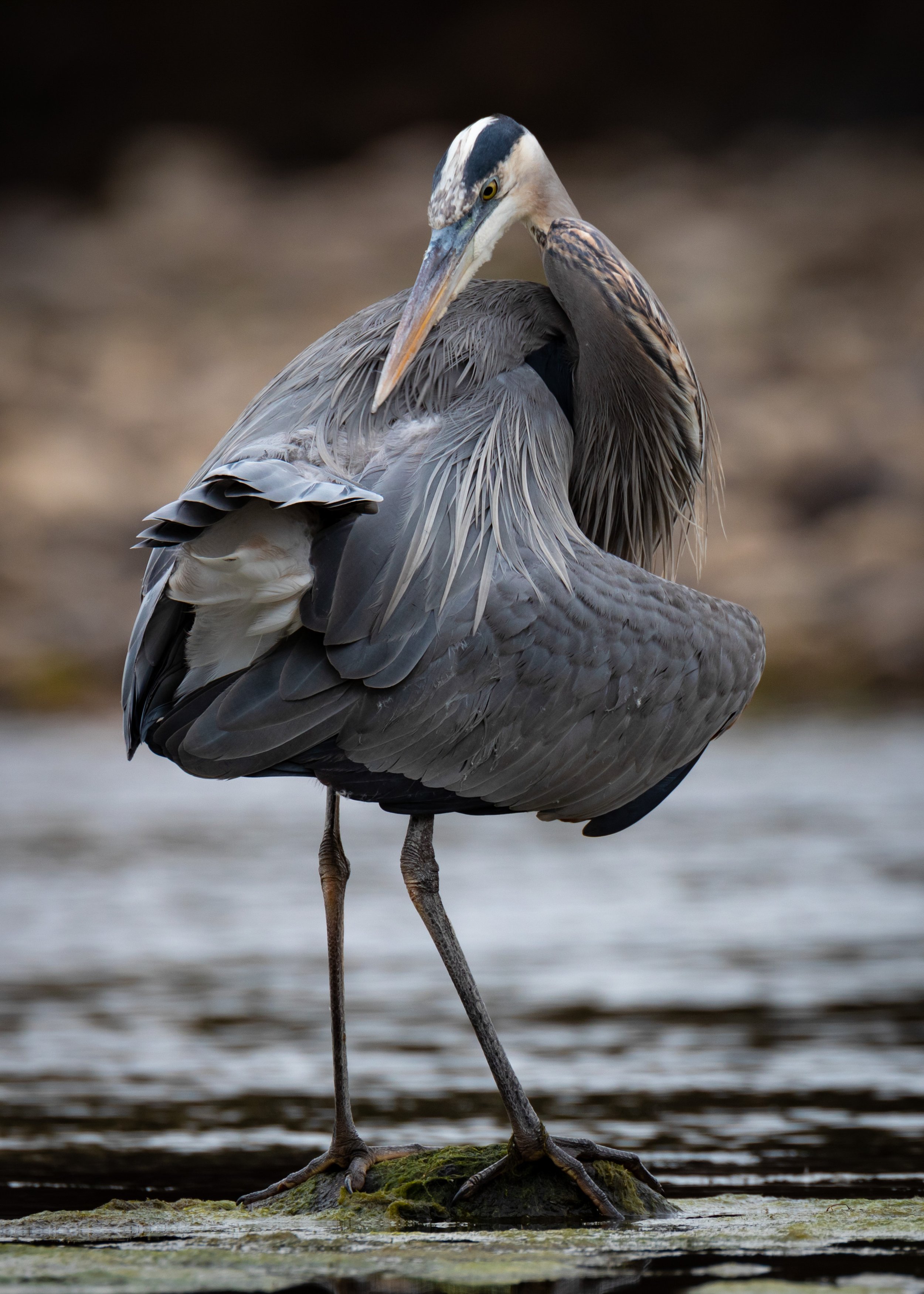 Preening Heron 1.jpg