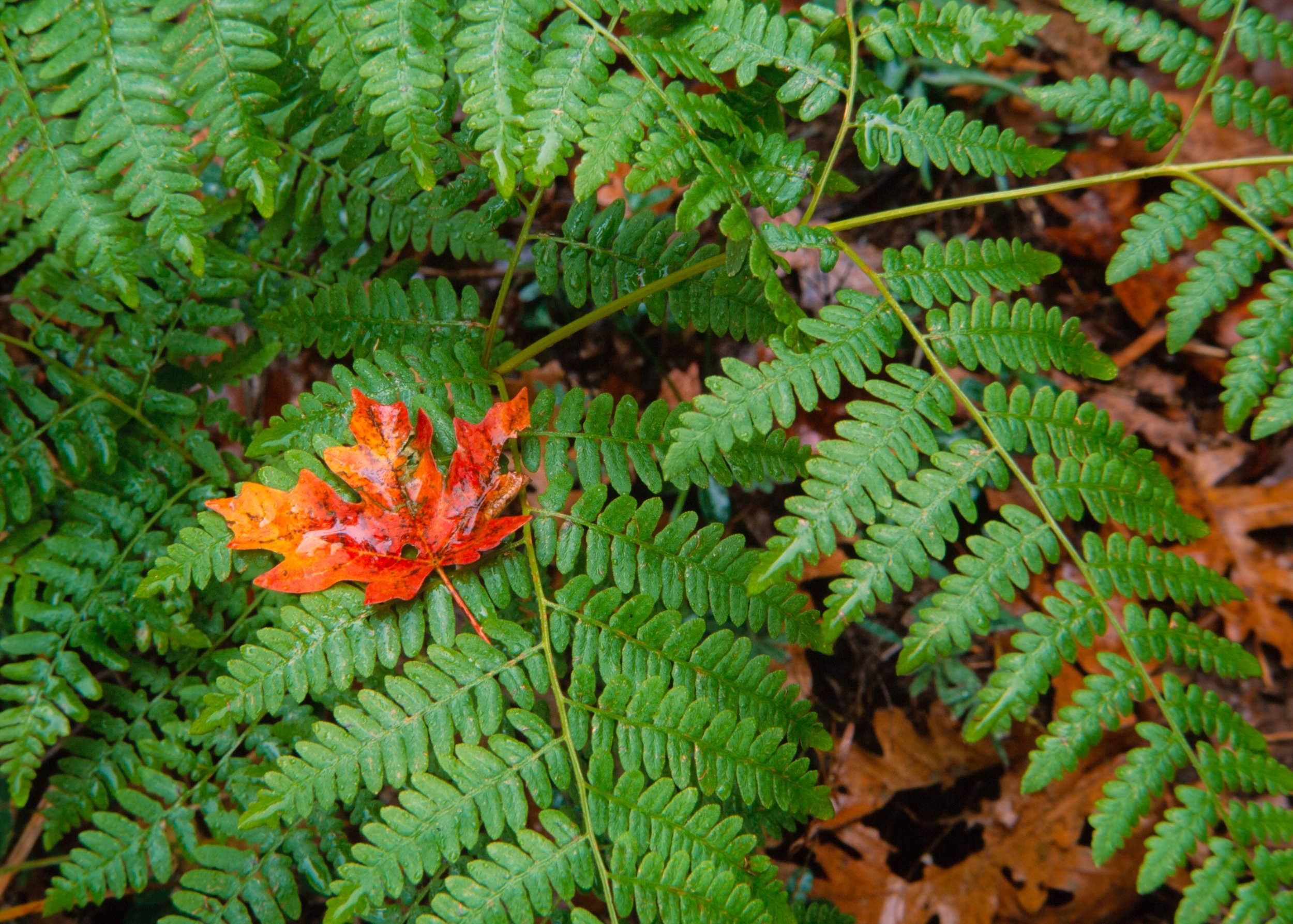 Ferns and Red Leaf.jpg