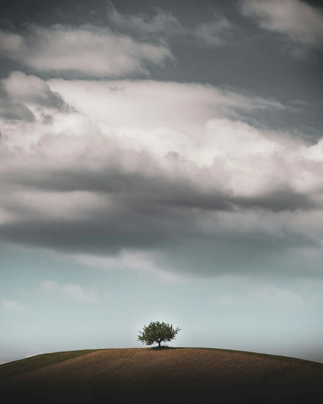 Single tree on a small hill under a cloudy, overcast sky.