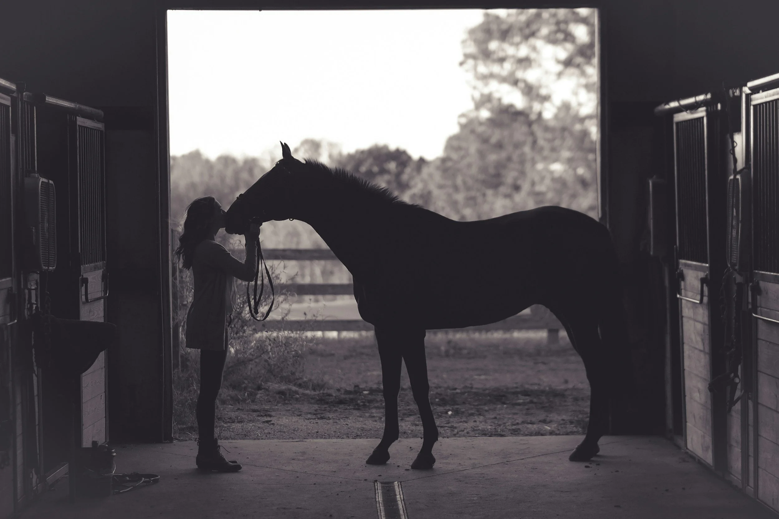 A silhouette of a girl holding a horse's bridle inside a stable, with an open door revealing trees outside in the background.
