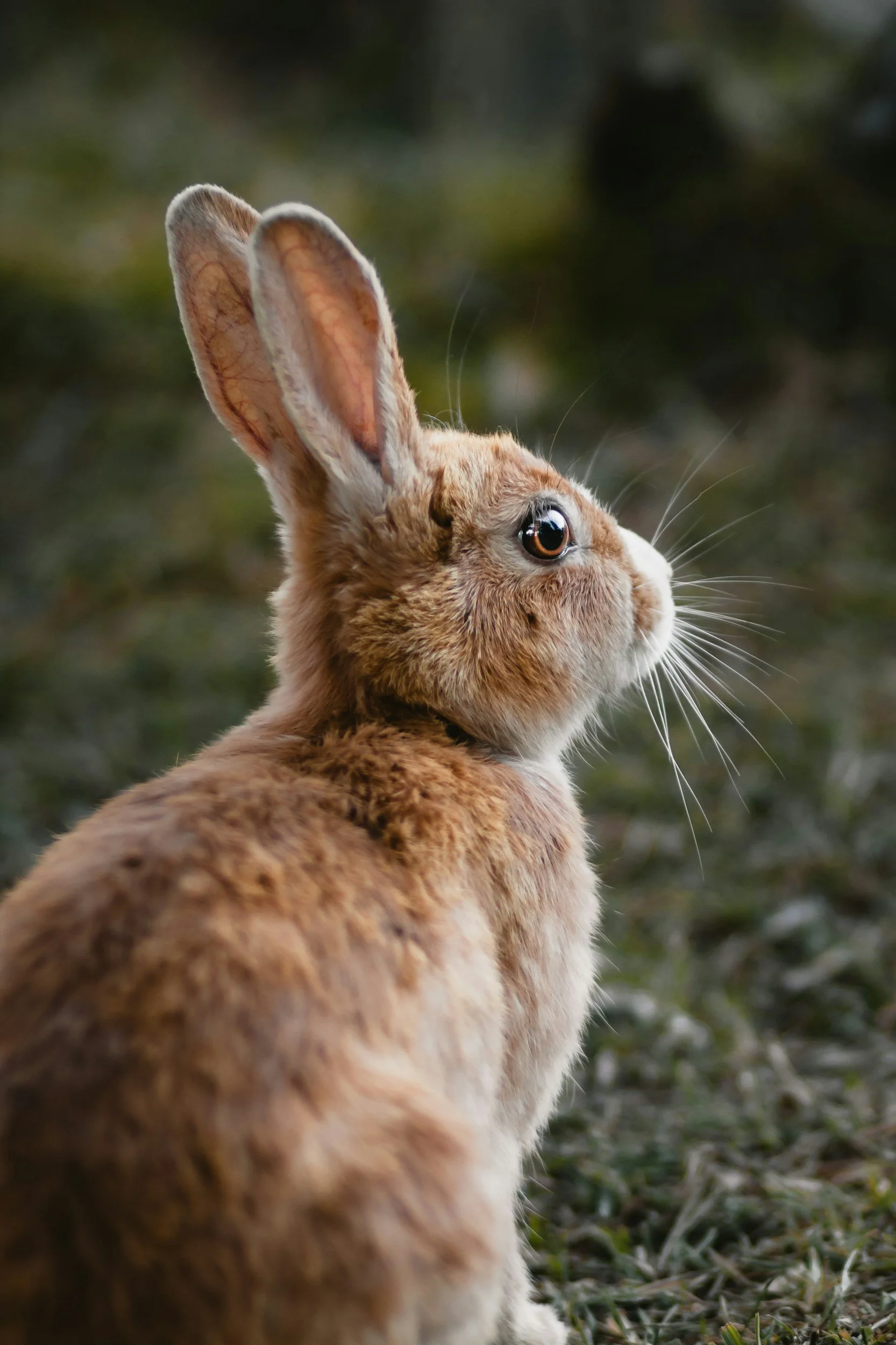 Side view of a brown rabbit with upright ears, sitting on grass in a natural outdoor setting.