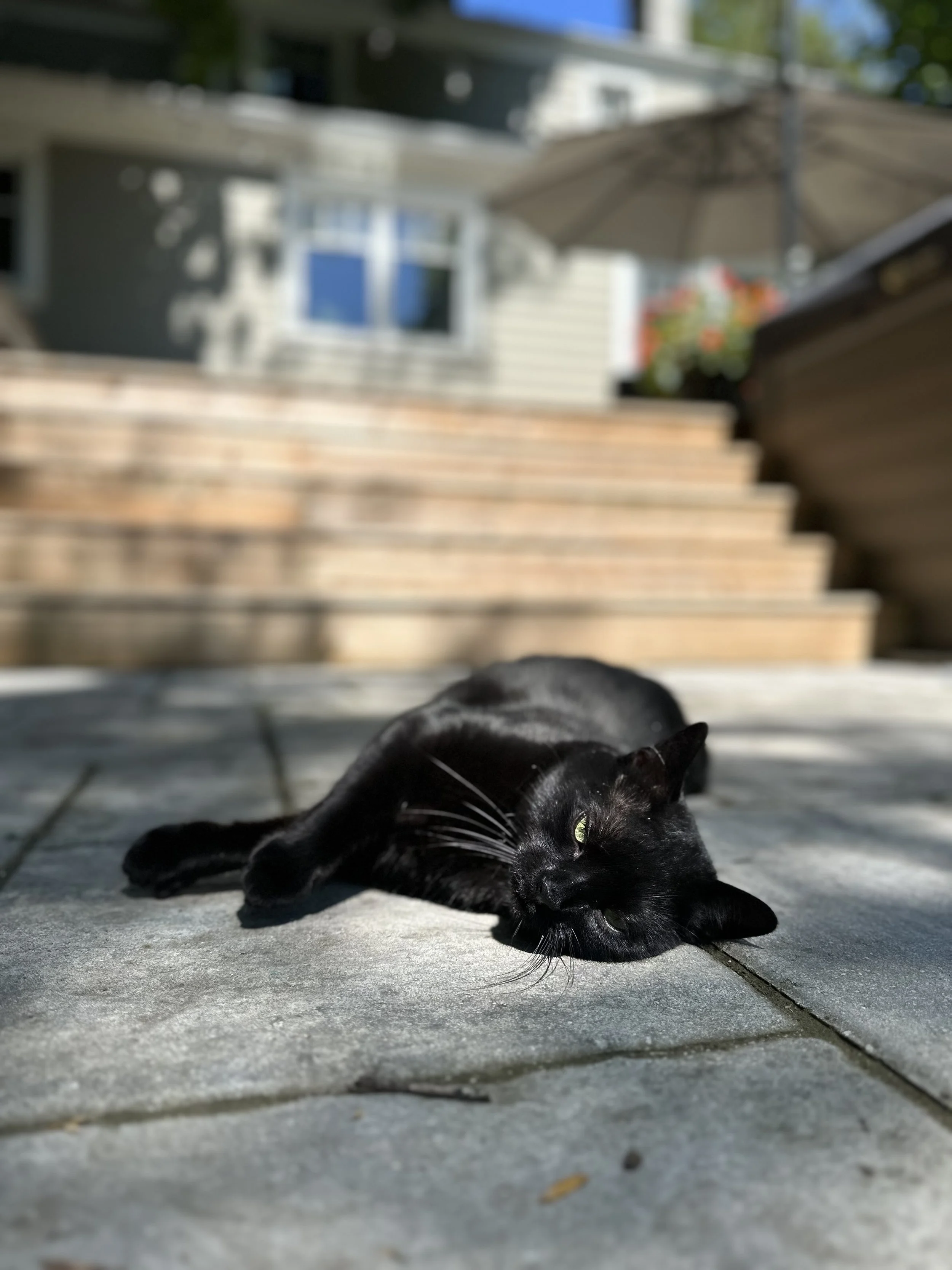 Black cat lying on a stone patio, sunlight on its body, with stairs, a house, and an umbrella in the background.