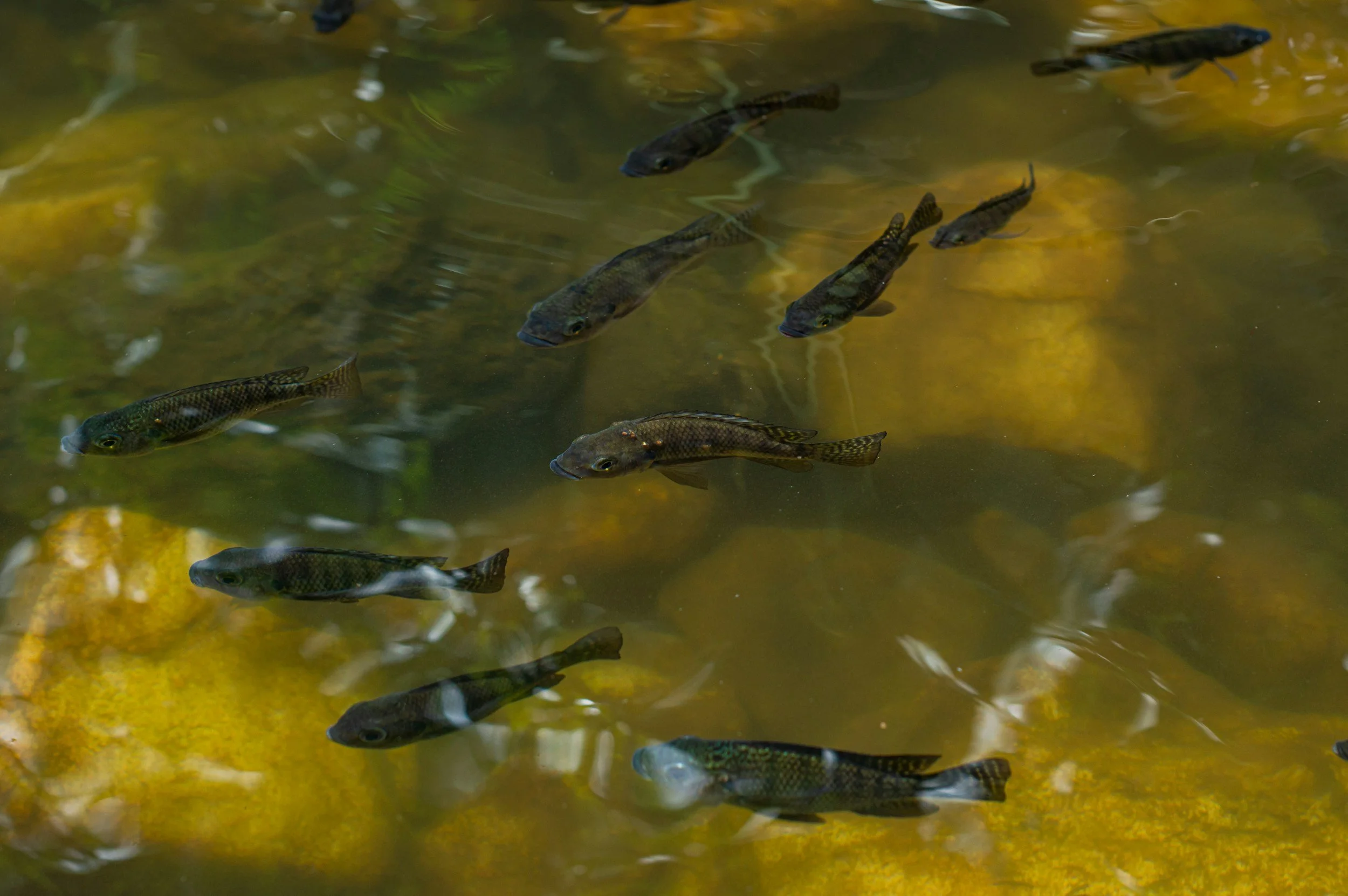 Climate Change and Tilapia Aquaculture: Rising Temperatures, Rising Costs