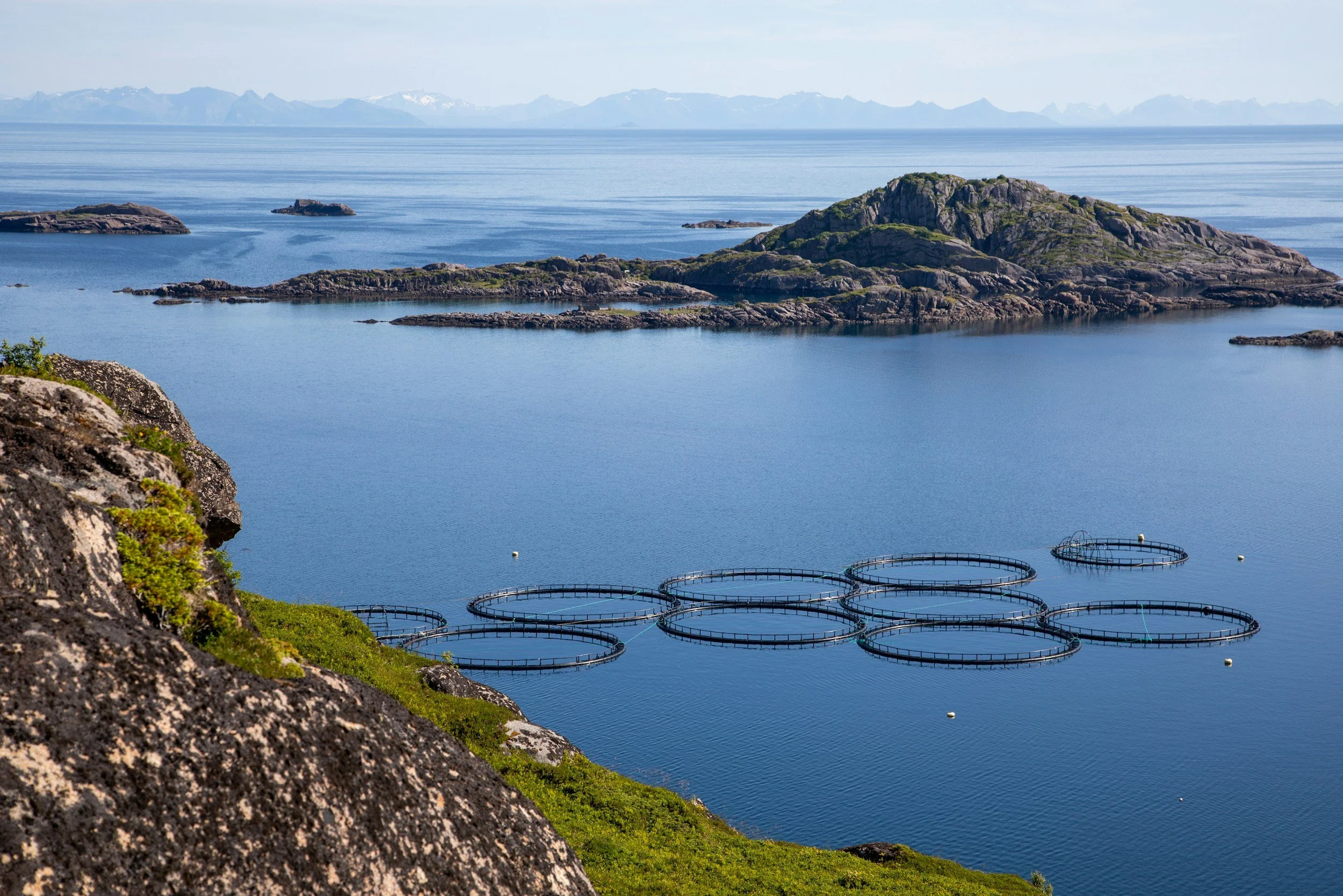 The Smolt Challenge: Why the Freshwater-to-Seawater Transition Remains One of Aquaculture’s Greatest Risks