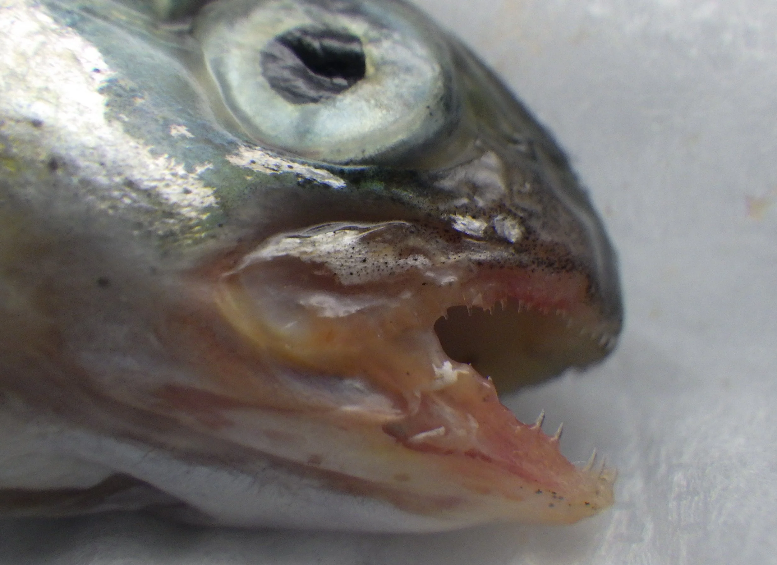 The Hidden Cost of Mouth Rot: What New Research Means for B.C. Salmon Farming